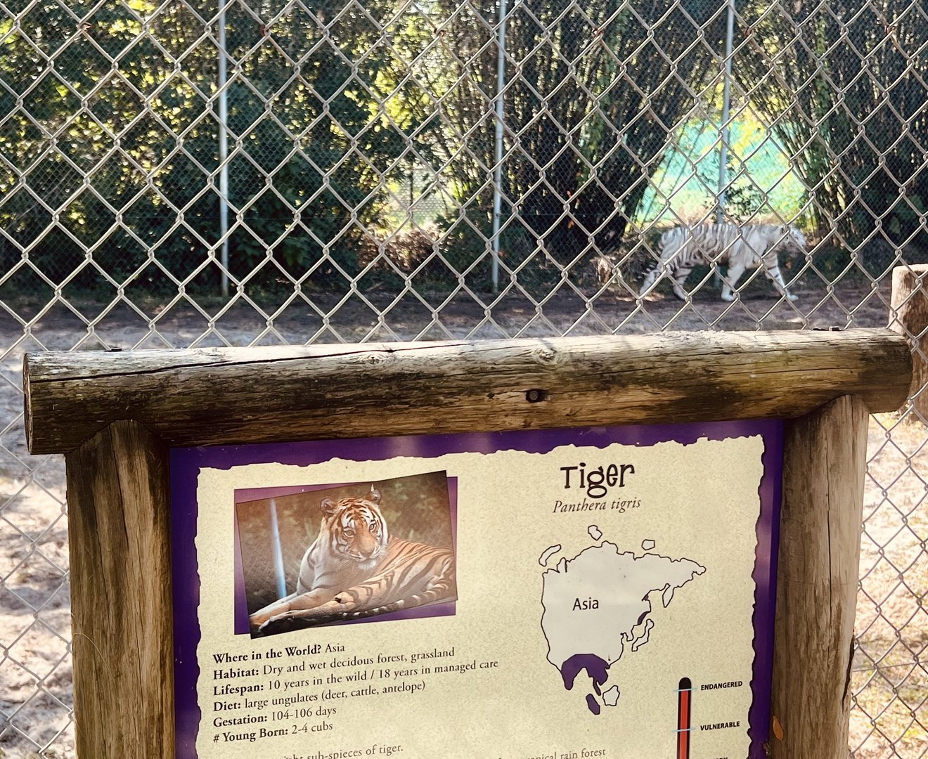 Tiger Exhibit