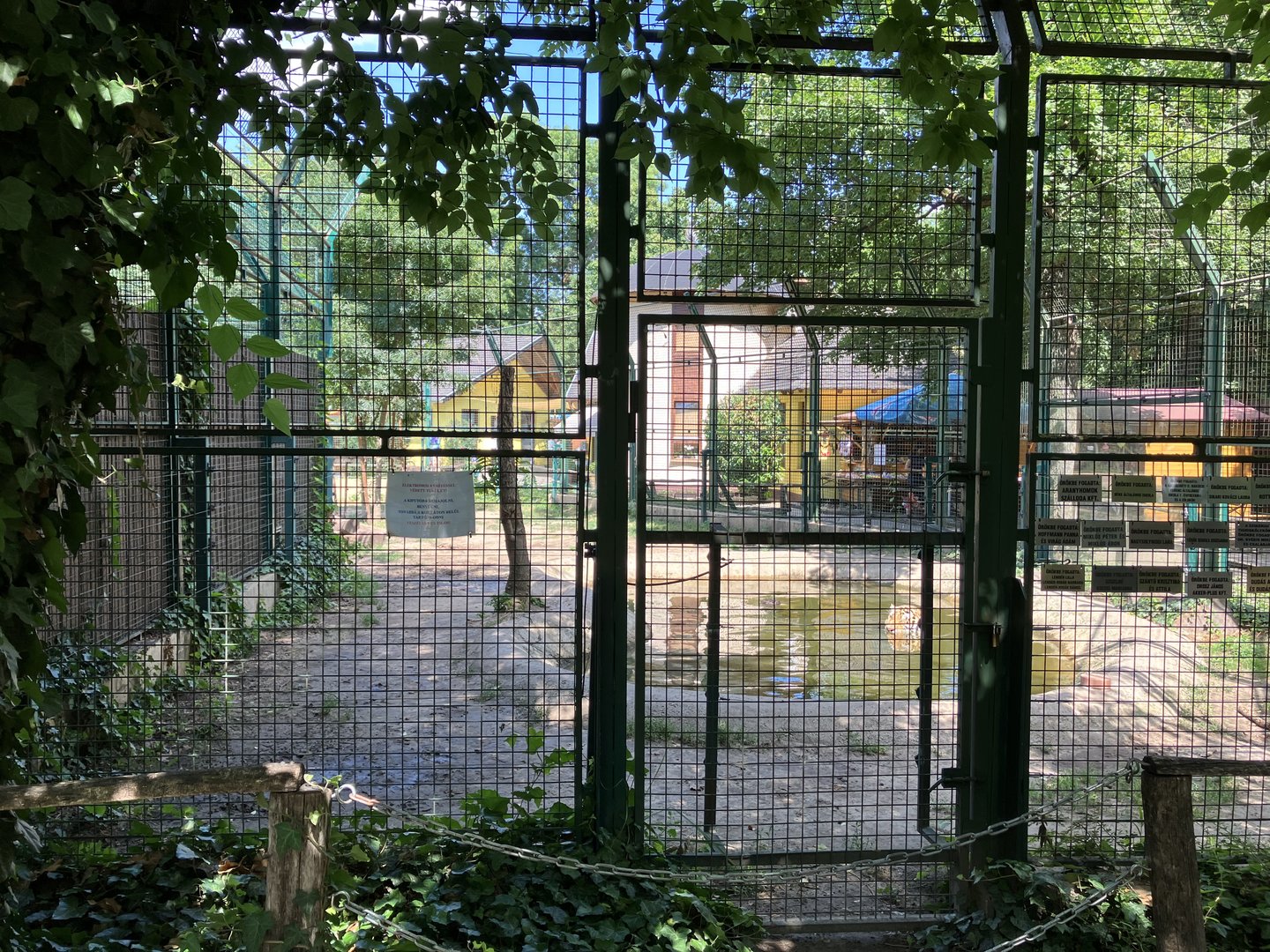Tiger exhibit