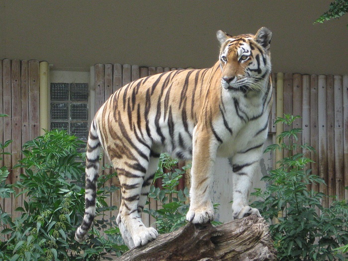 Tiger exhibit