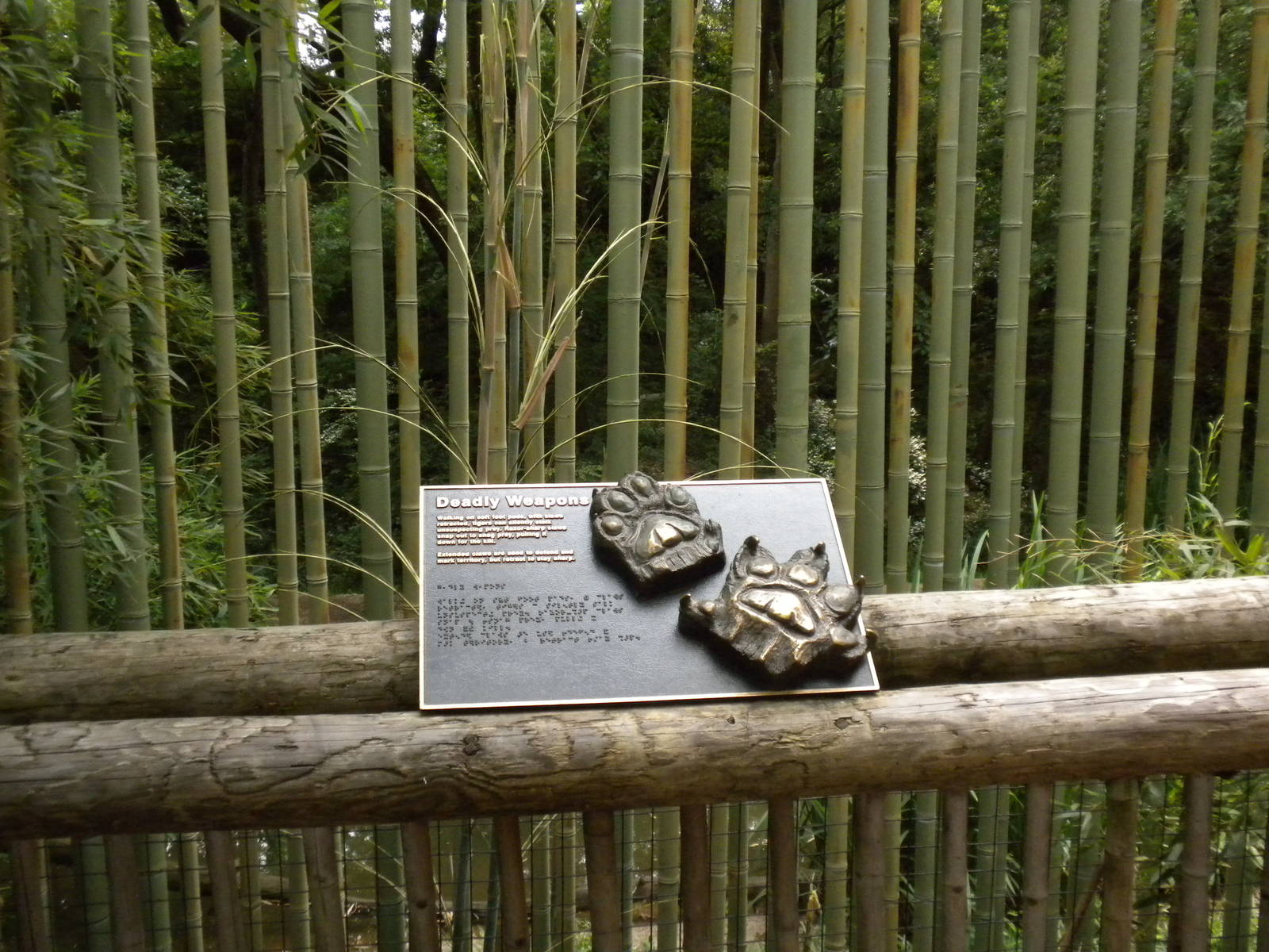 Tiger exhibit