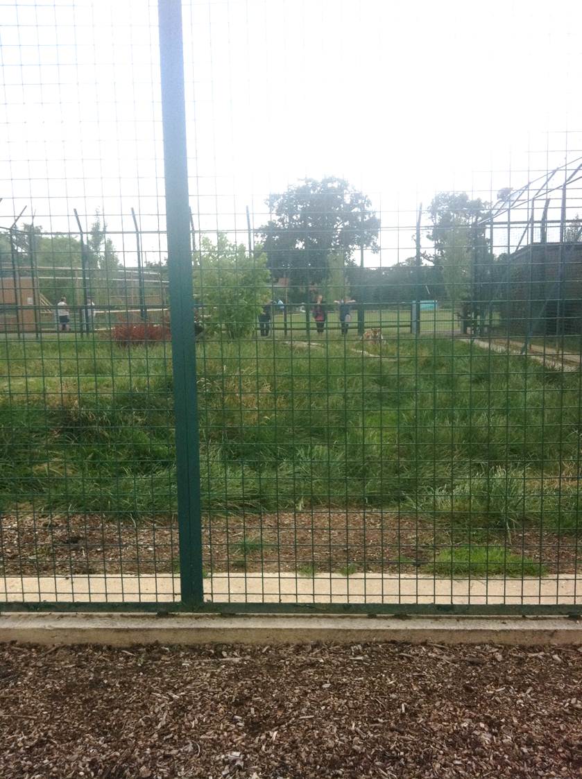 Tiger Exhibt (3rd July 2011)