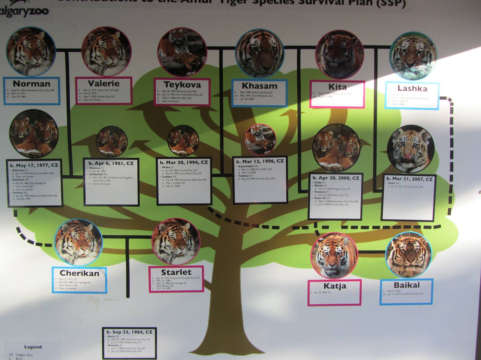 Tiger Family Tree