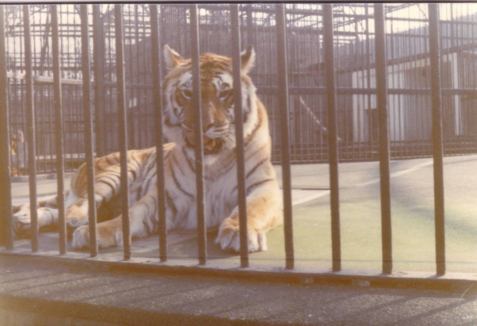 Tiger, February 1973