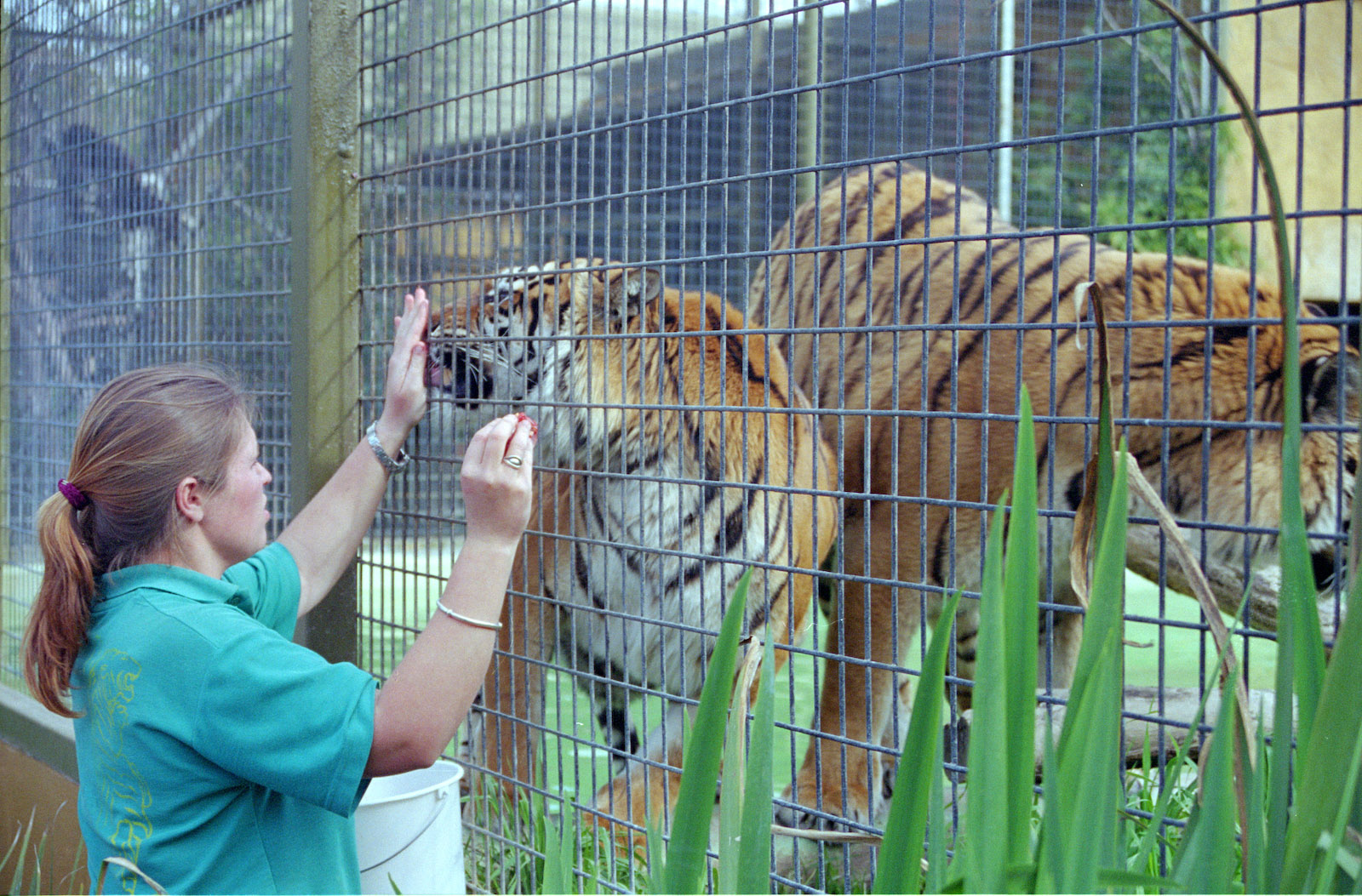 Tiger Feeding - 1999