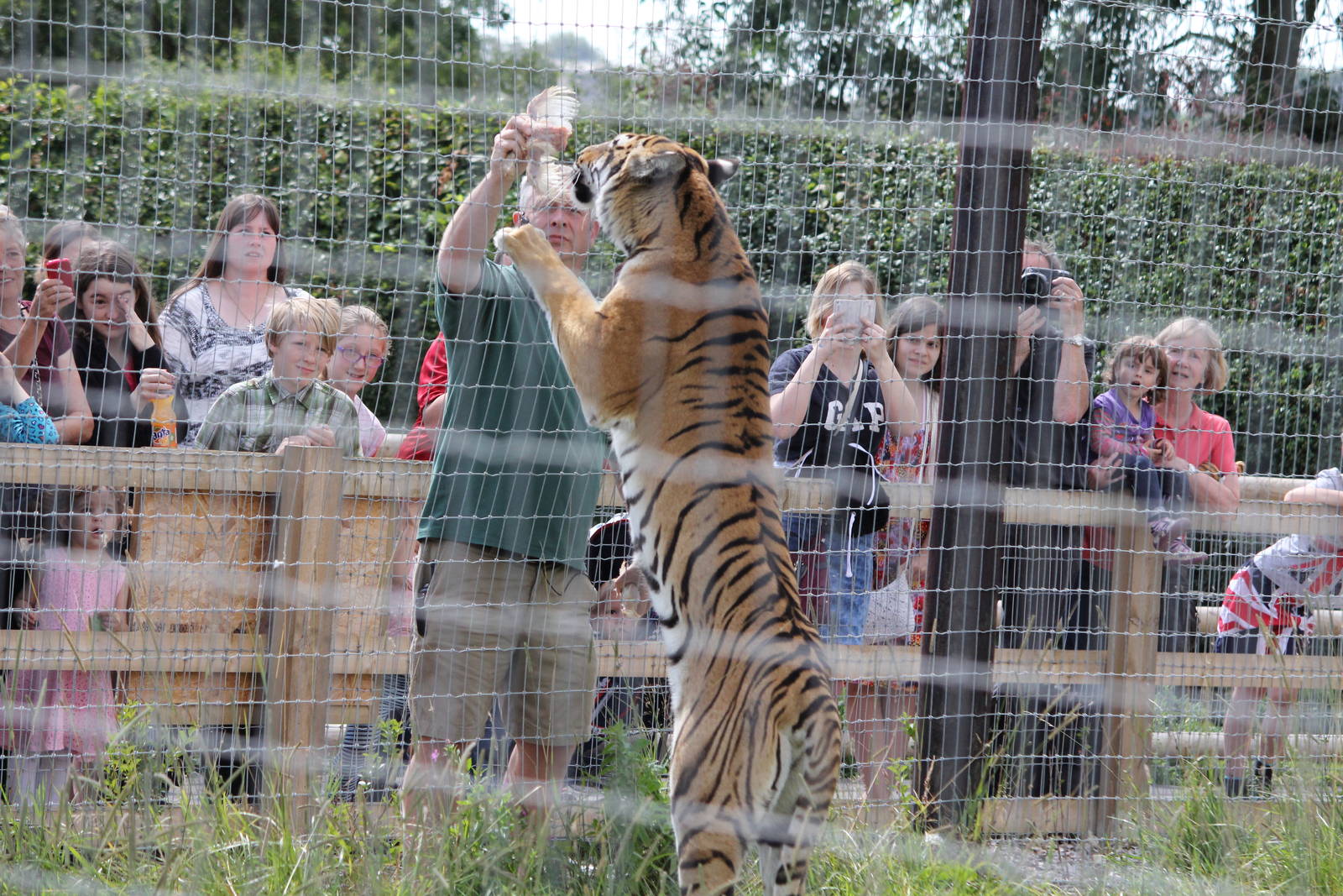 Tiger feeding time 15-8-14