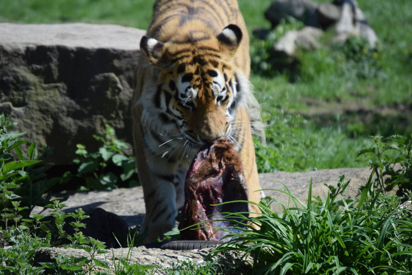 Tiger Feeding