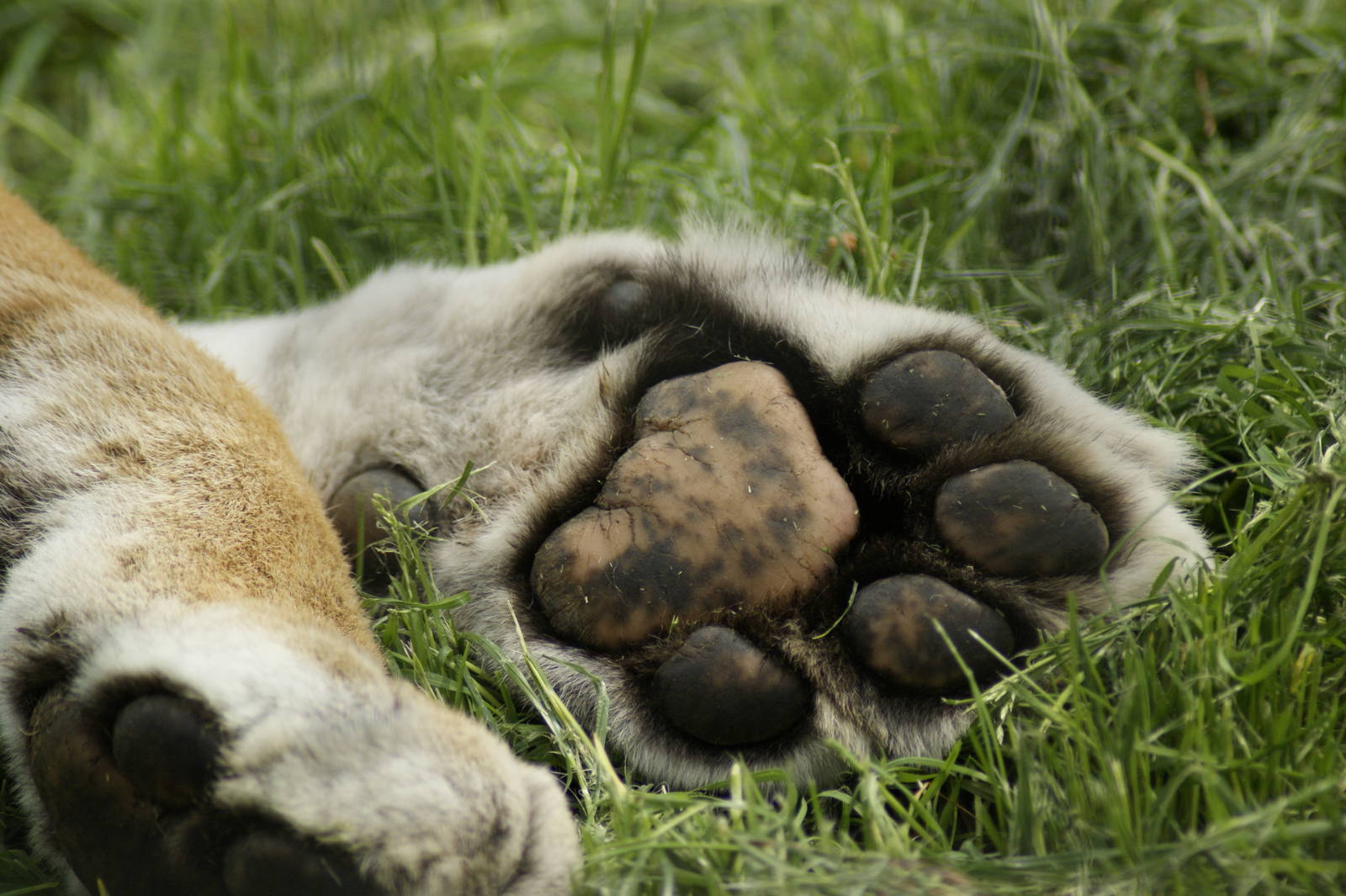 Tiger feet