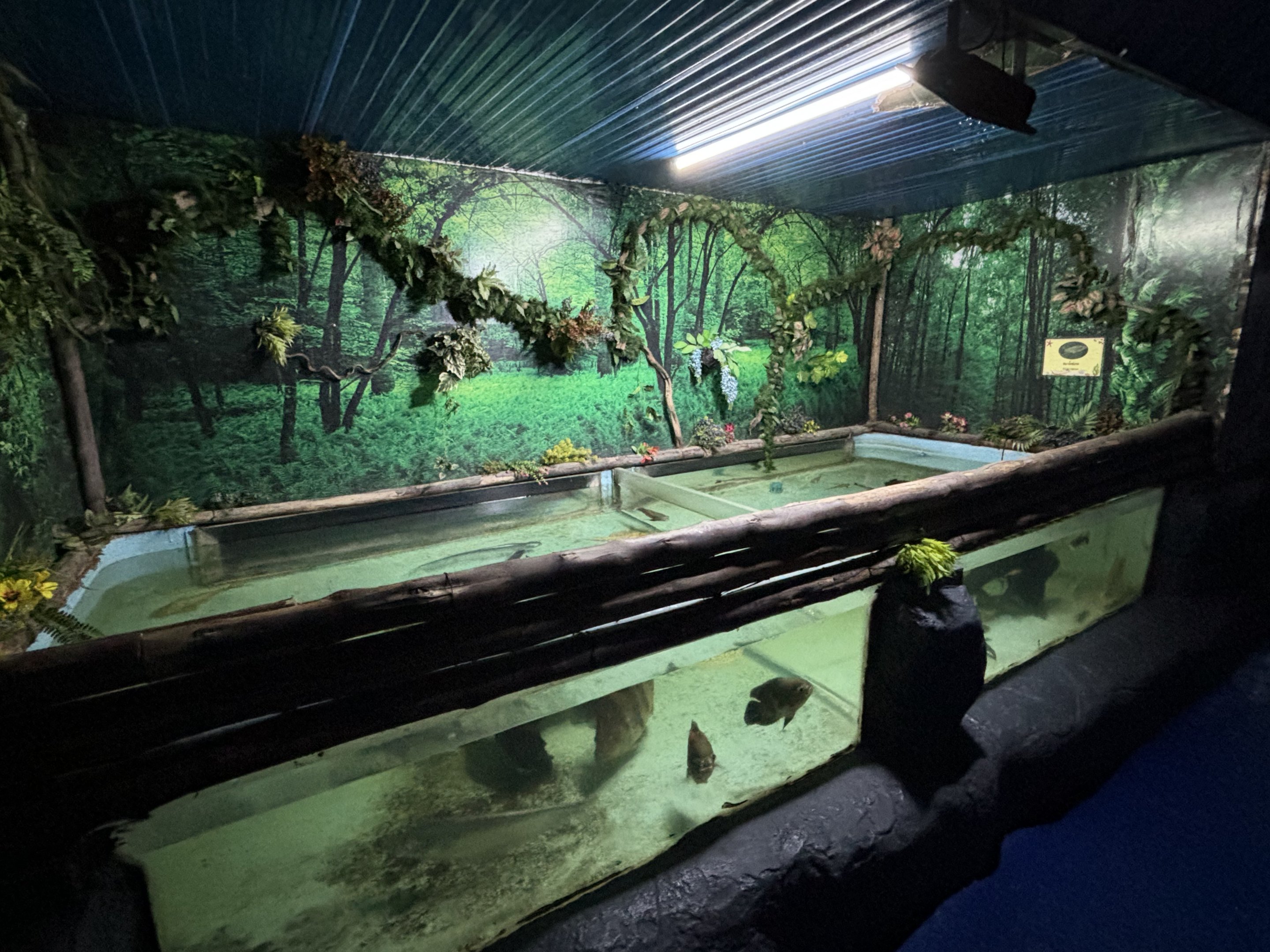 Tiger fish + River Stingray Exhibit