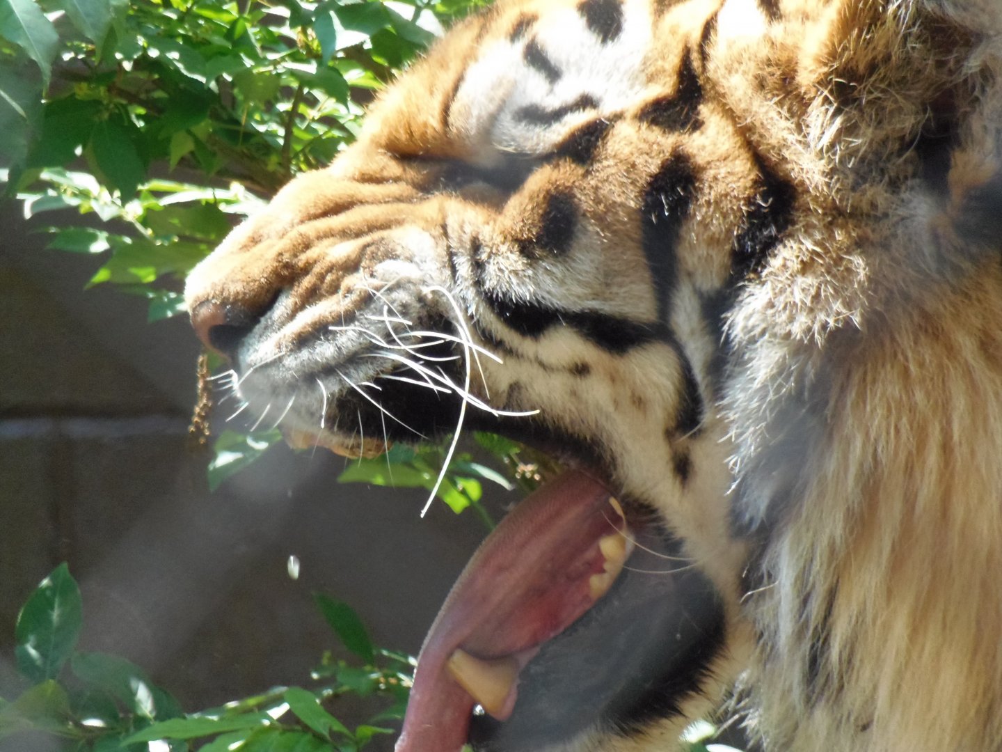 Tiger Flehmen Response