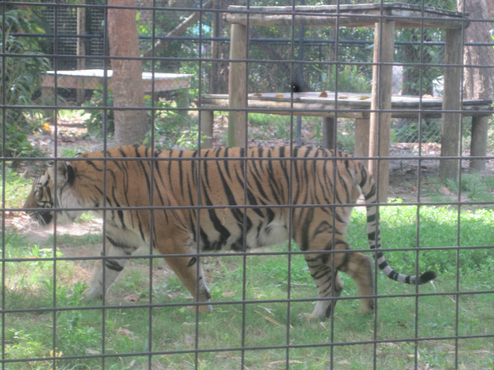 Tiger Forest- Malayan Tiger On The Prowl