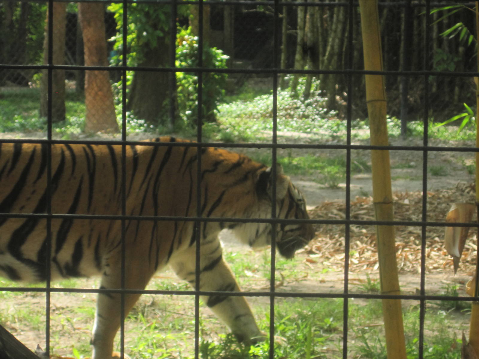 Tiger Forest- Malayan Tiger Patrolling Its Territory