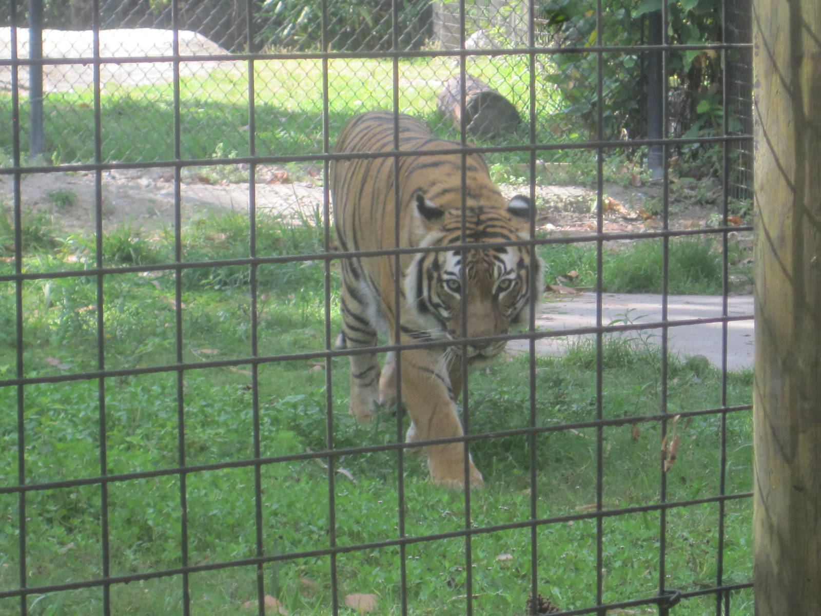 Tiger Forest- Malayan Tiger