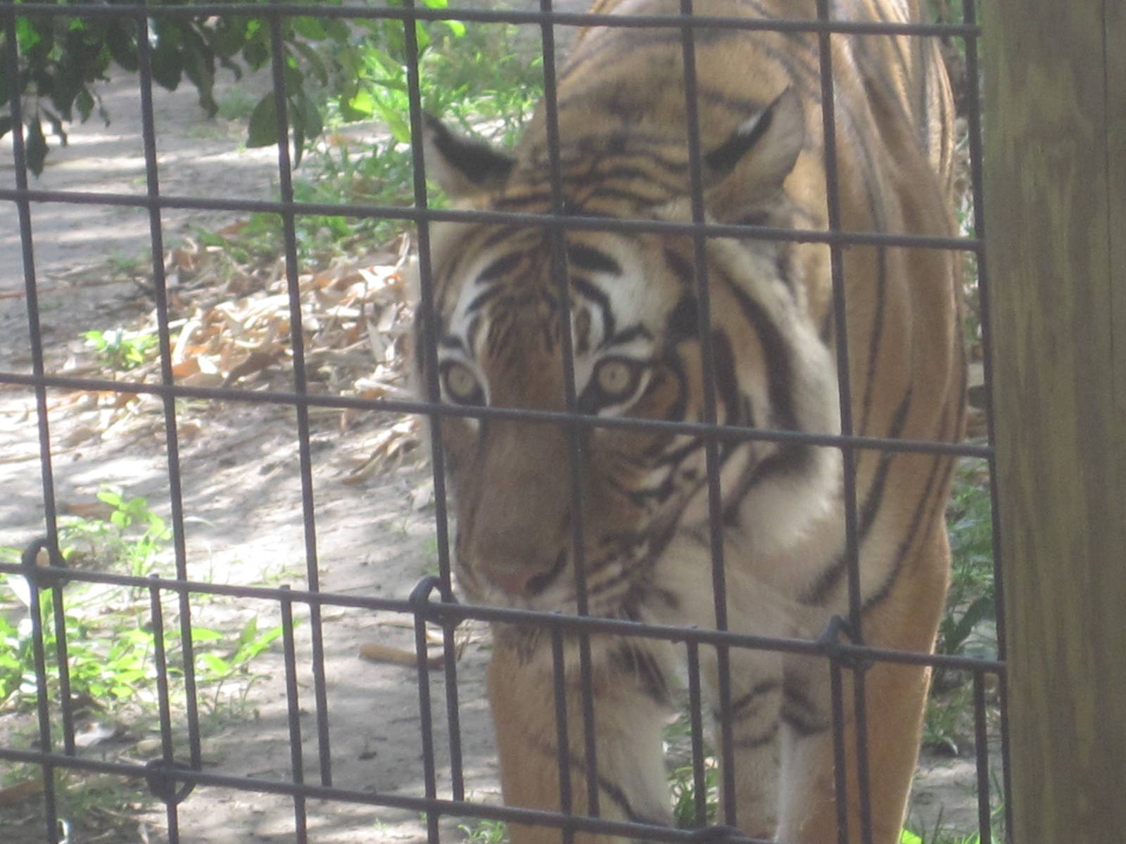 Tiger Forest- Malayan Tiger