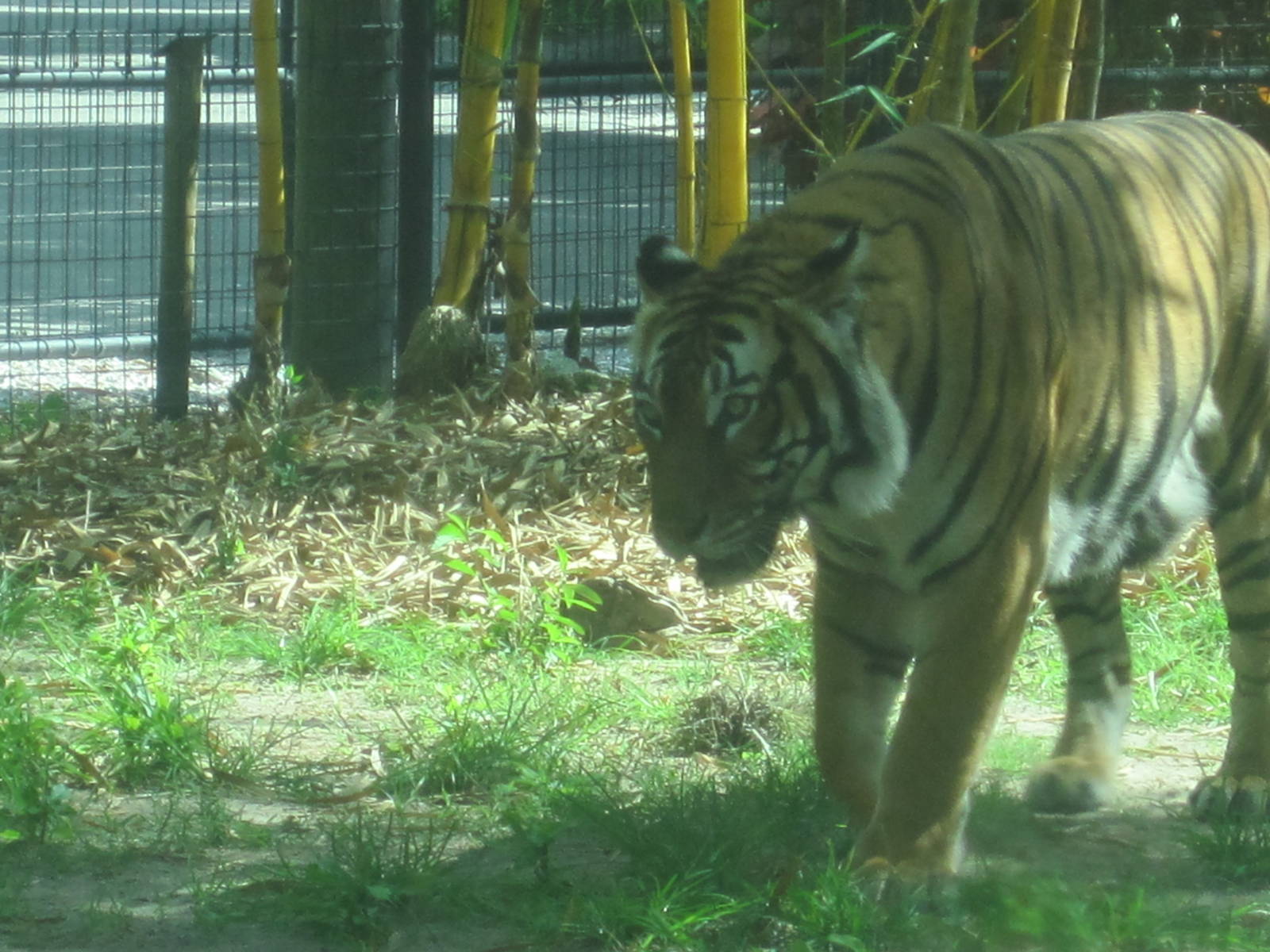 Tiger Forest- Malayan Tiger