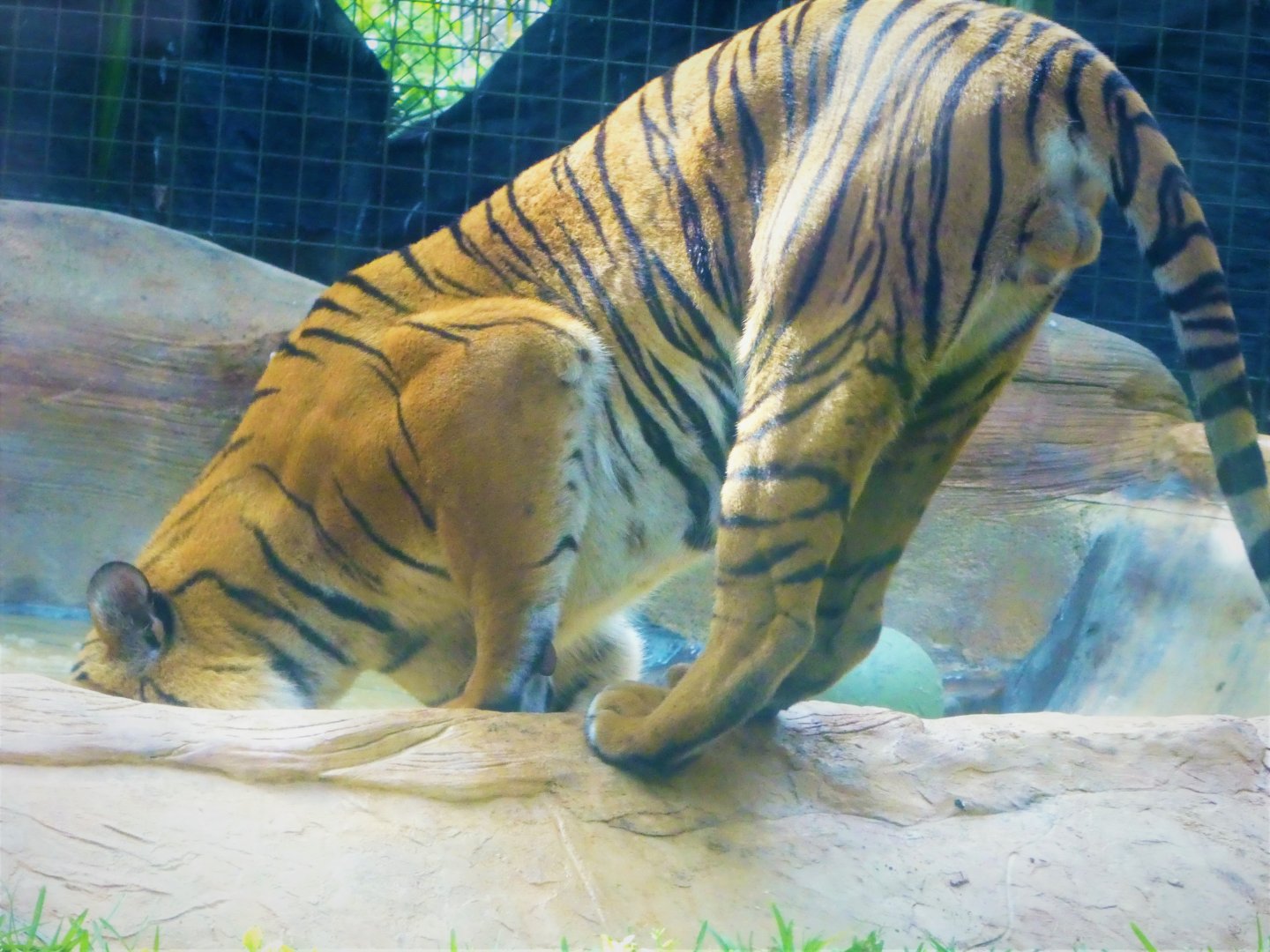 Tiger Forest - Tiger - Eko