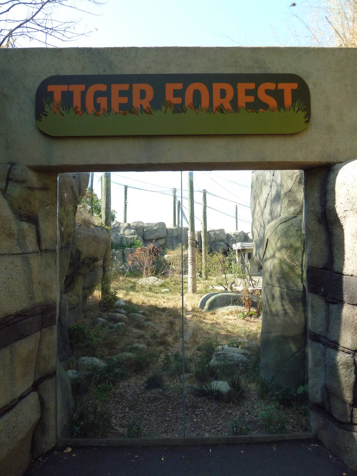 Tiger Forest
