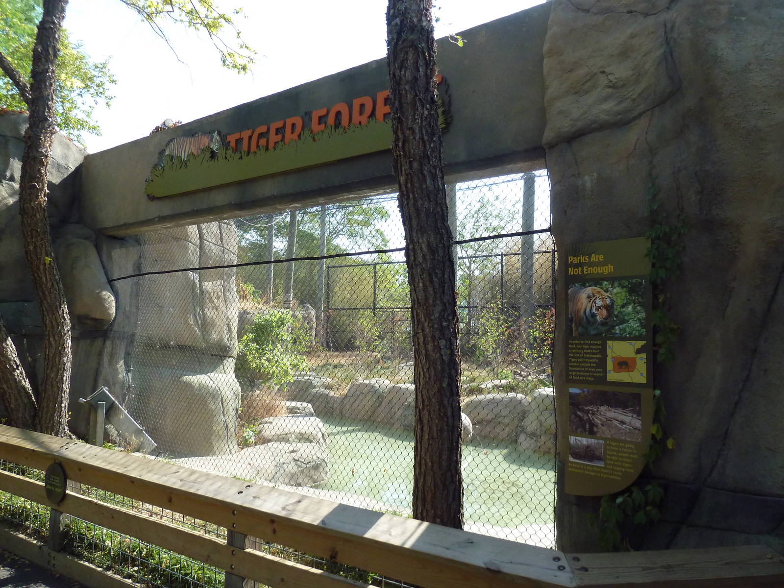 Tiger Forest