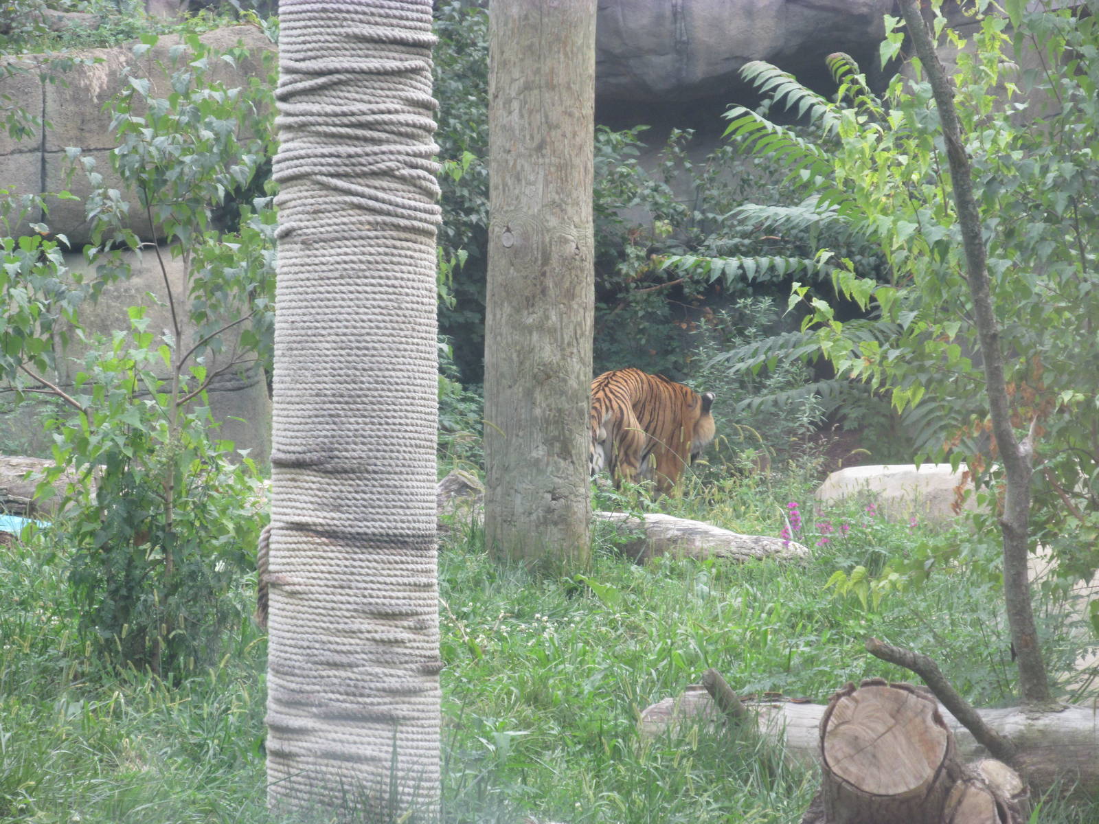Tiger Forest