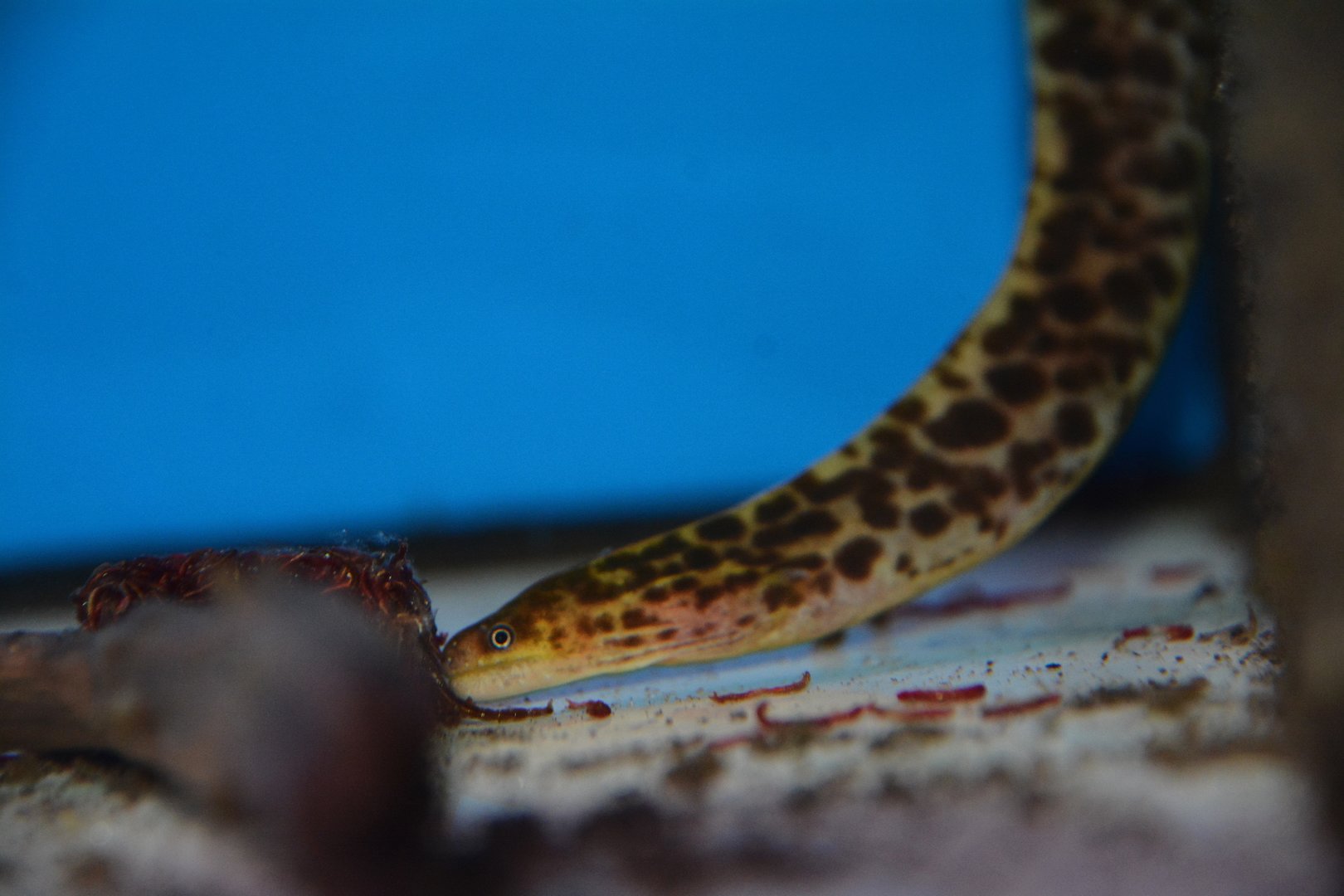 Tiger freshwater moray (Gymnothorax polyuranodon)