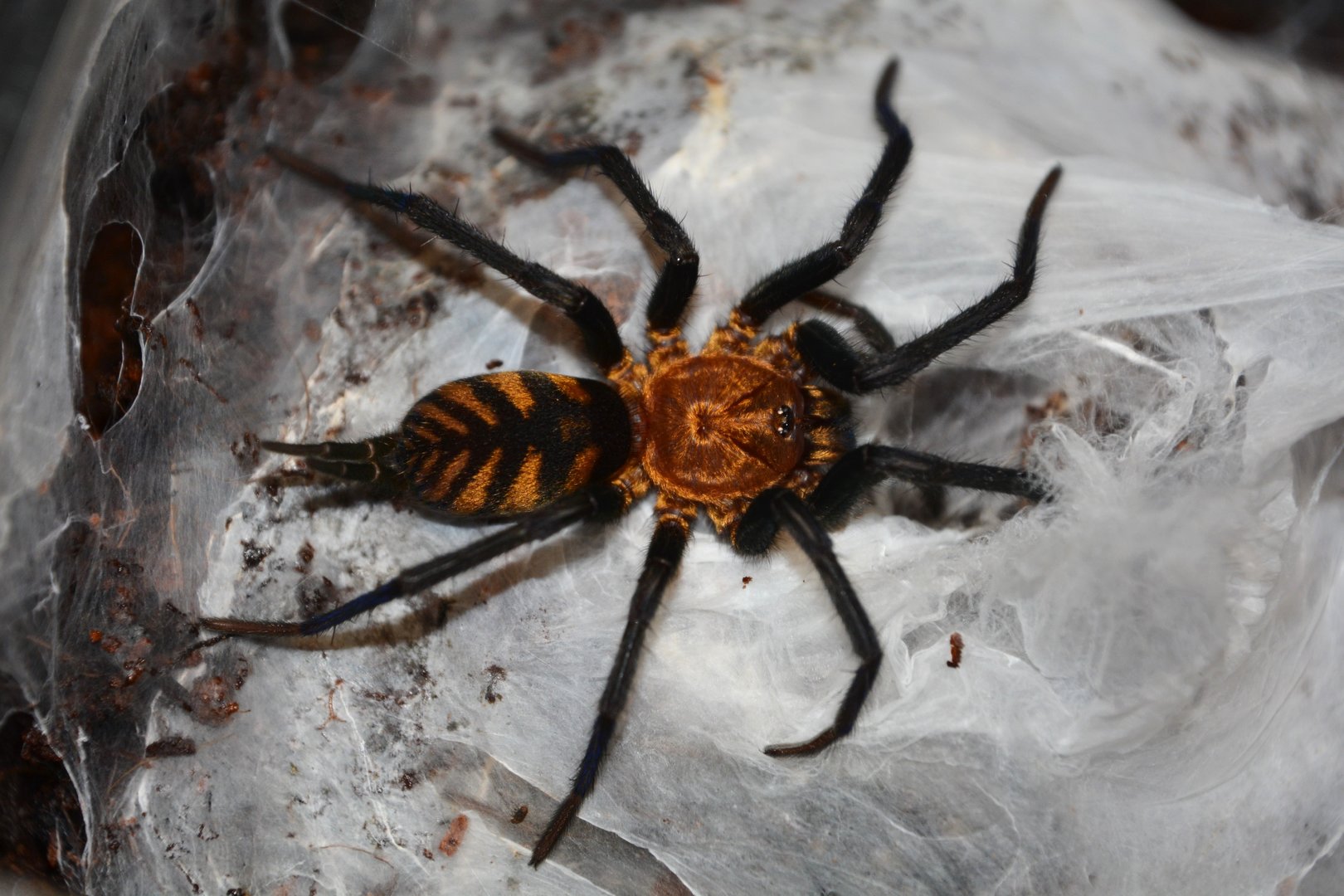 Tiger funnel-web spider (Linothele fallax)