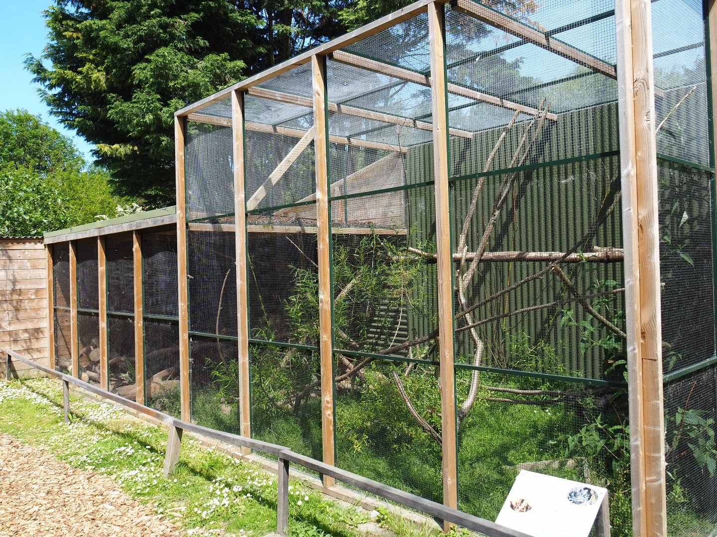 Tiger genet exhibit, 2019-06-01