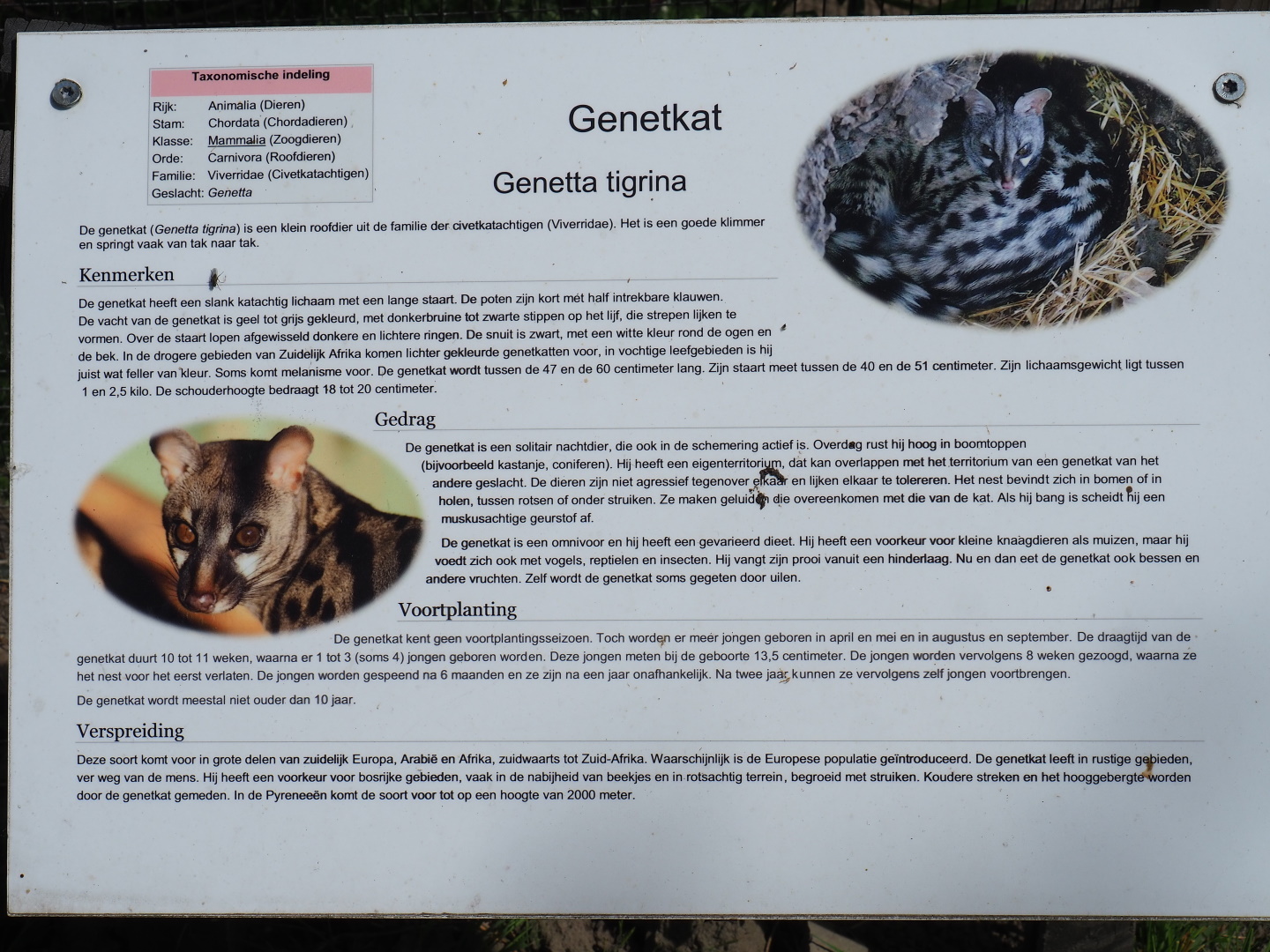 Tiger genet sign - From Wikipedia? - 2019-06-01