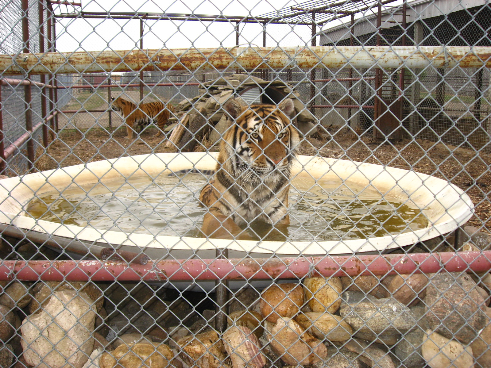 Tiger - Guzoo