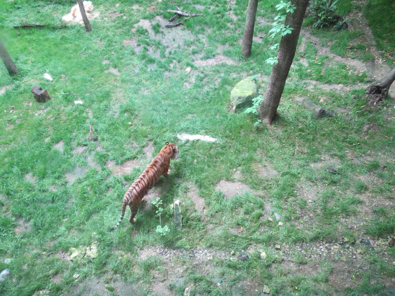 Tiger Habitat - Sumatran Tiger Exhibit