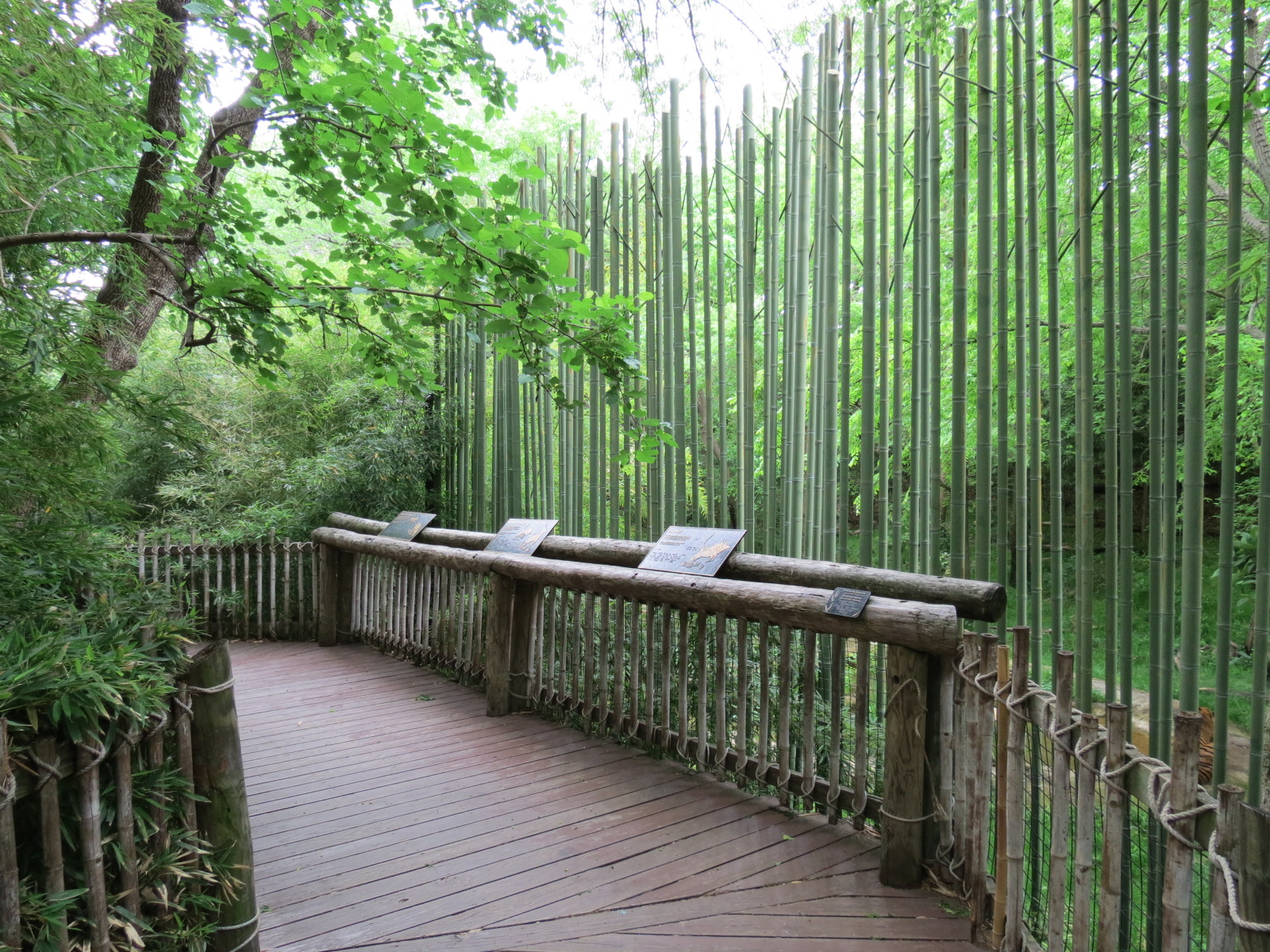 Tiger Habitat - Sumatran Tiger Exhibit