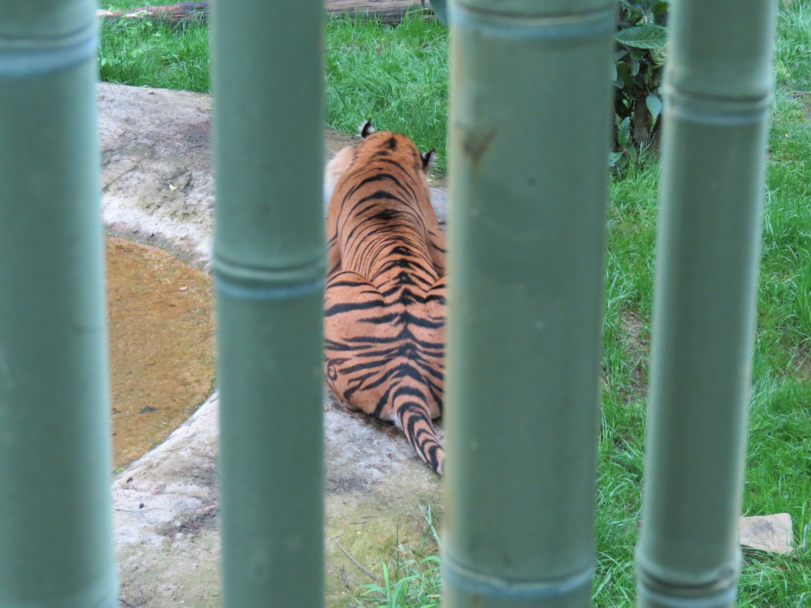 Tiger Habitat - Sumatran Tiger Exhibit