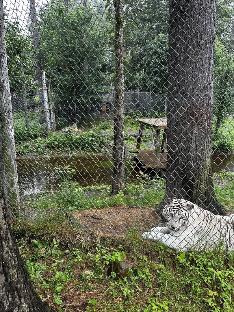 Tiger Habitat