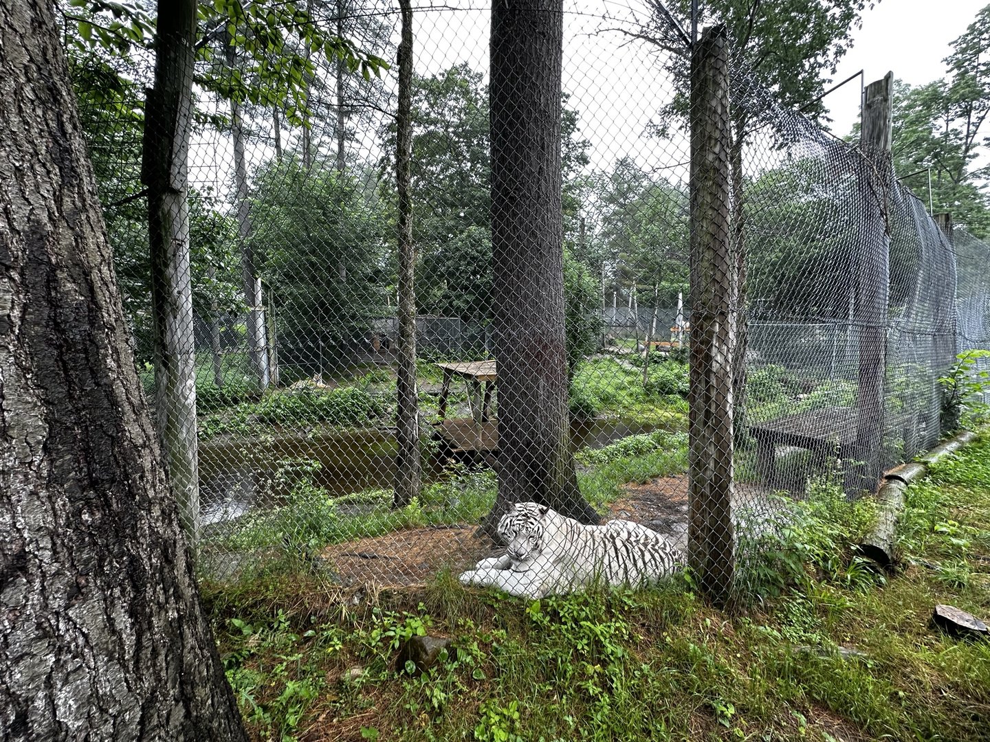 Tiger Habitat