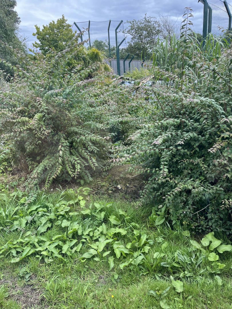 Tiger heated rock (well hidden and not used) 22.7.24