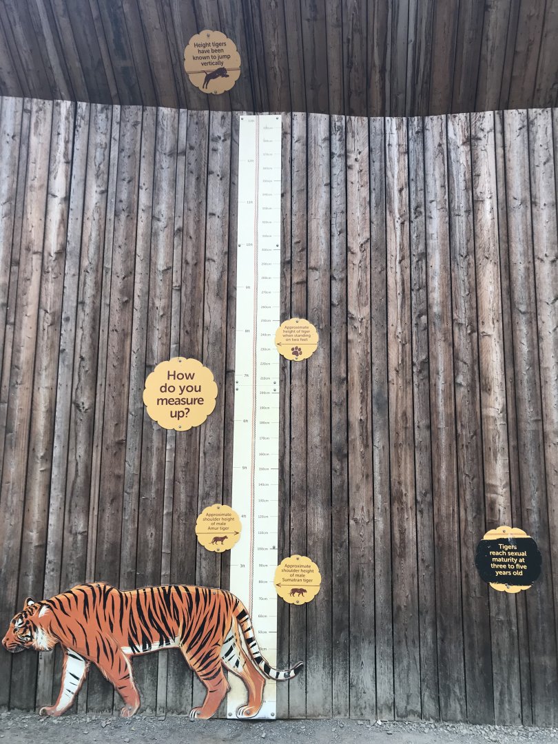 Tiger height chart