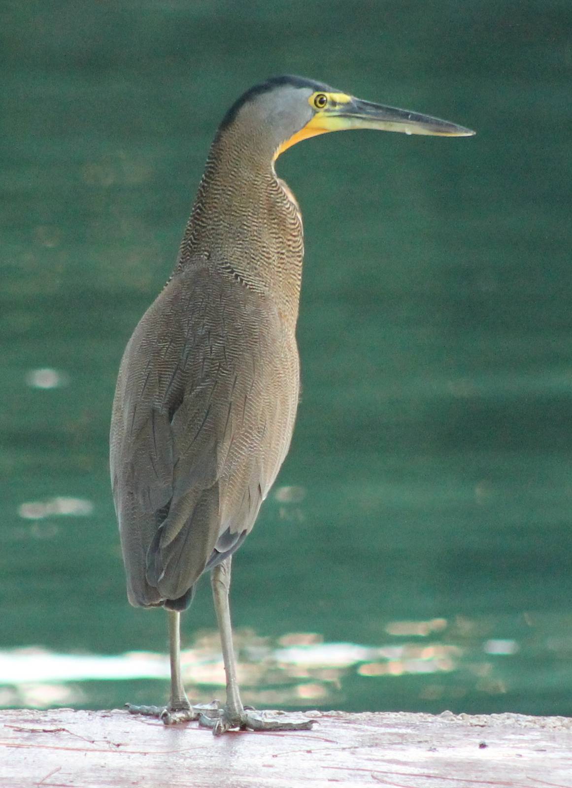 Tiger heron-species