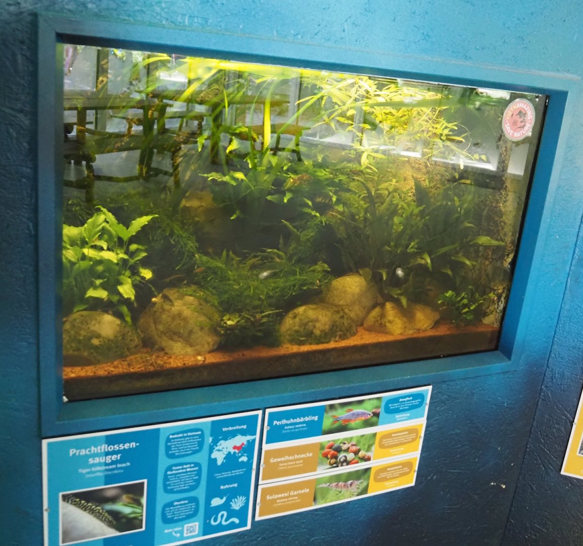 Tiger hillstream loach, Galaxy rasbora, Fancy track snail and Malawa shrimp tank, 2025-05-22