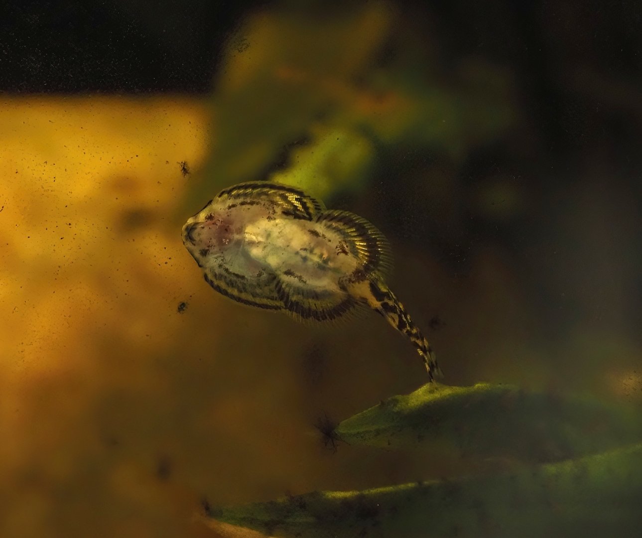 Tiger hillstream loach (Sewellia lineolata), 2025-05-22