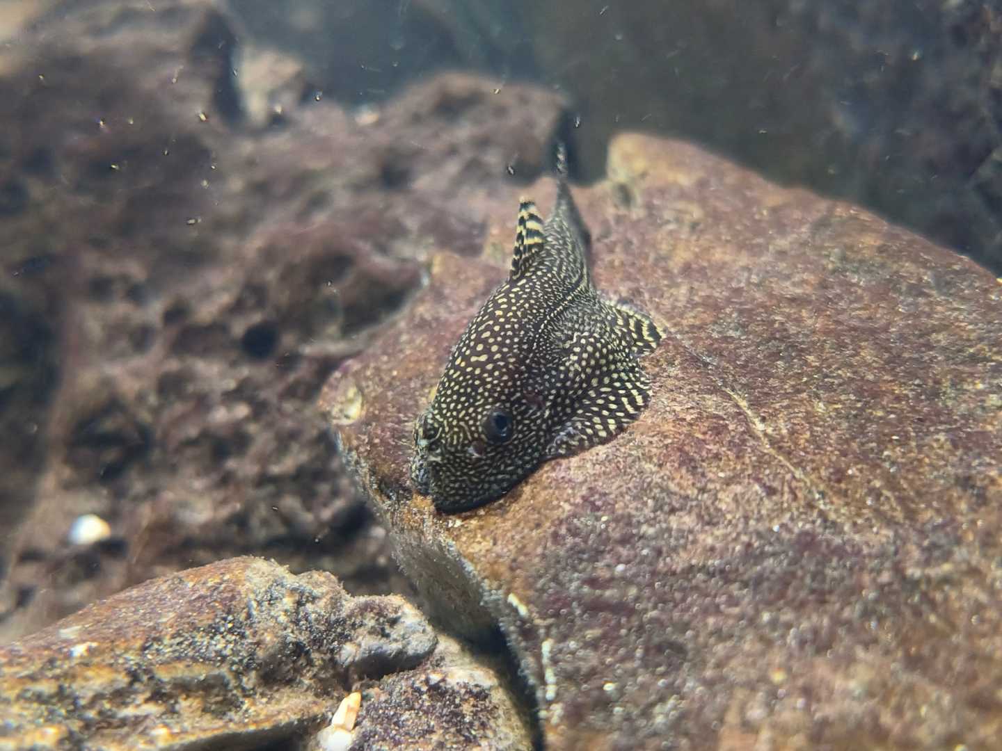 Tiger Hillstream Loach (Sewellia lineolata)