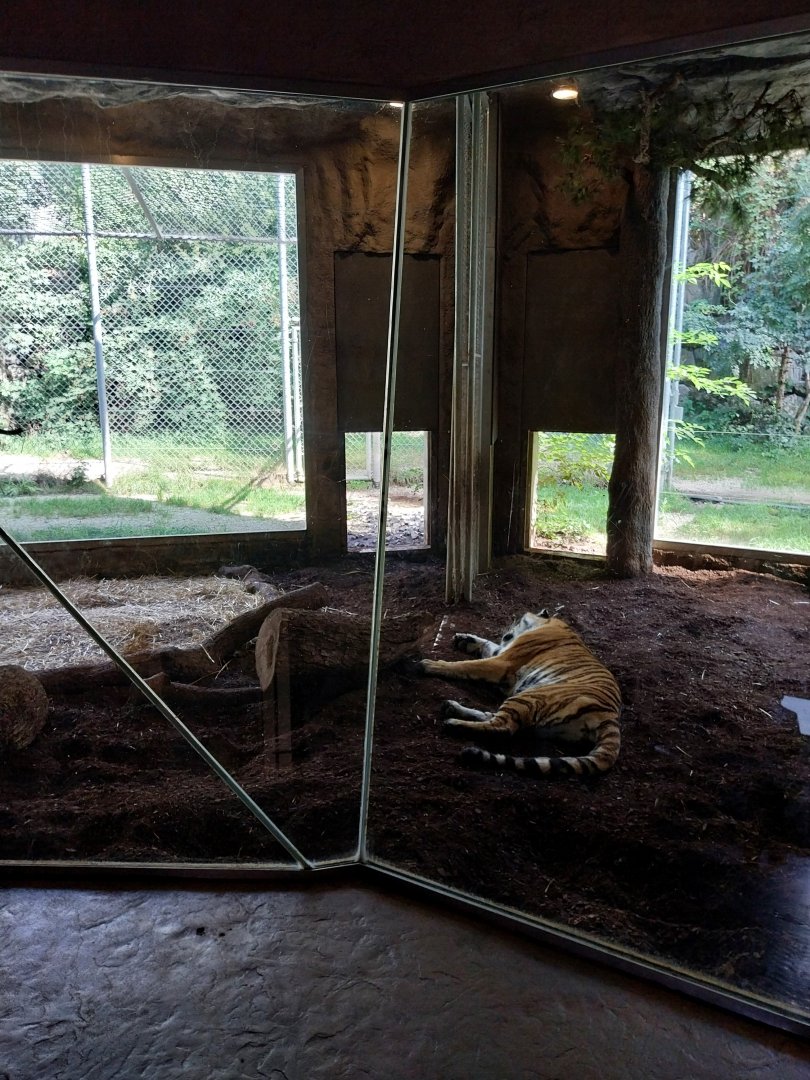 Tiger Höhle - Siberian tiger (Panthera tigris altaica)