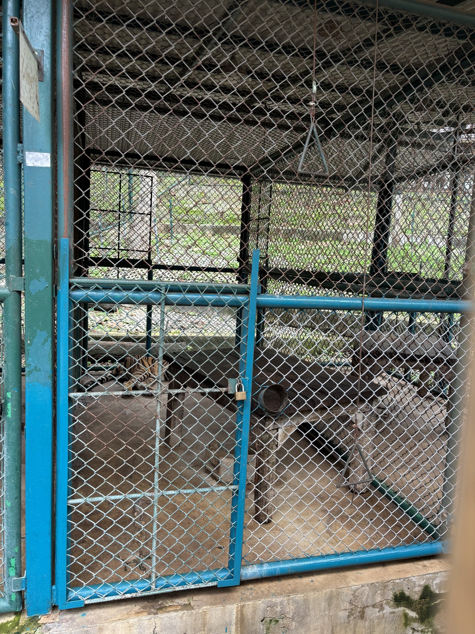 Tiger Holding Area - with outdoor access