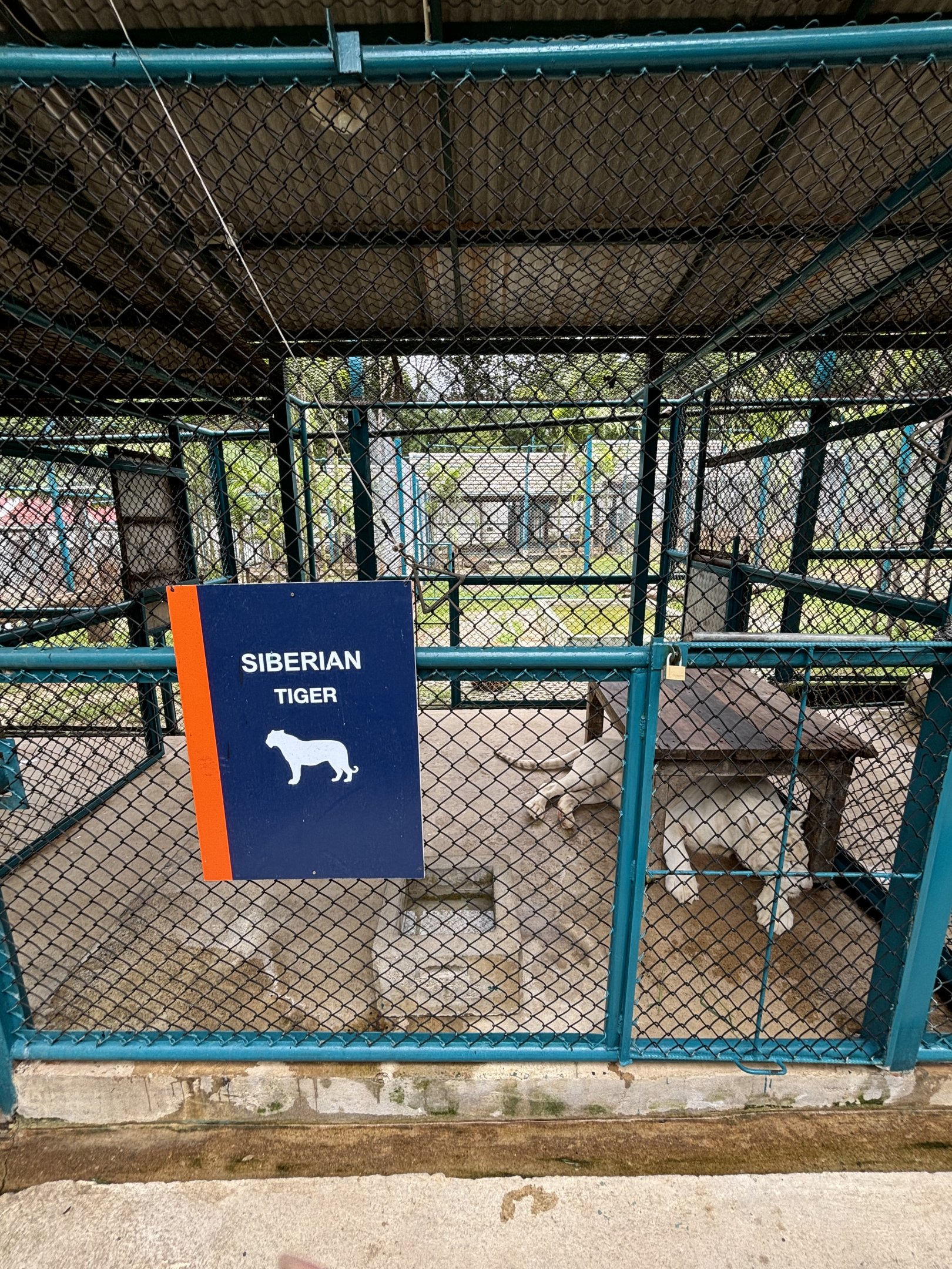 Tiger Holding Area - with outdoor access