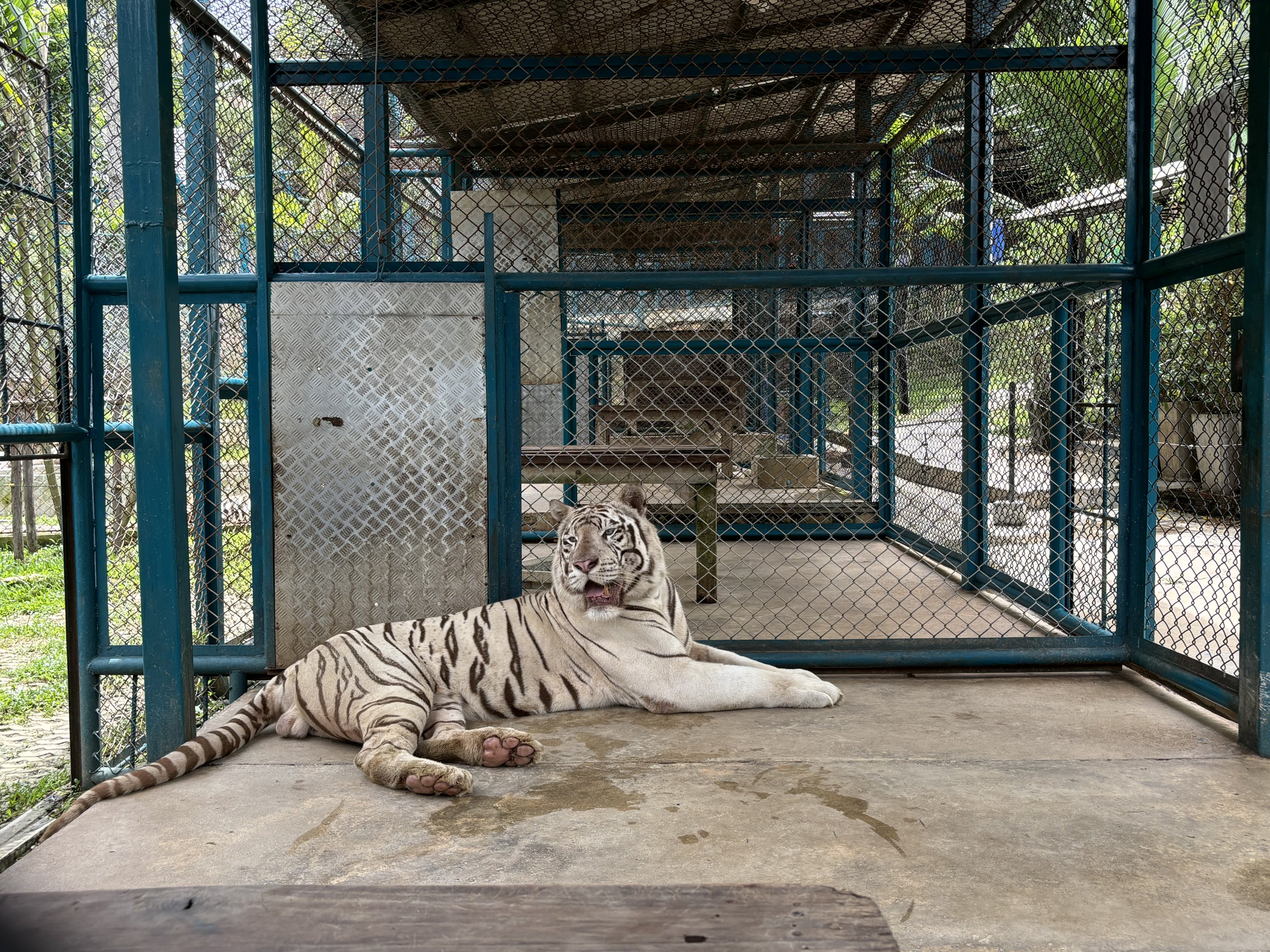Tiger Holding Area - with outdoor access