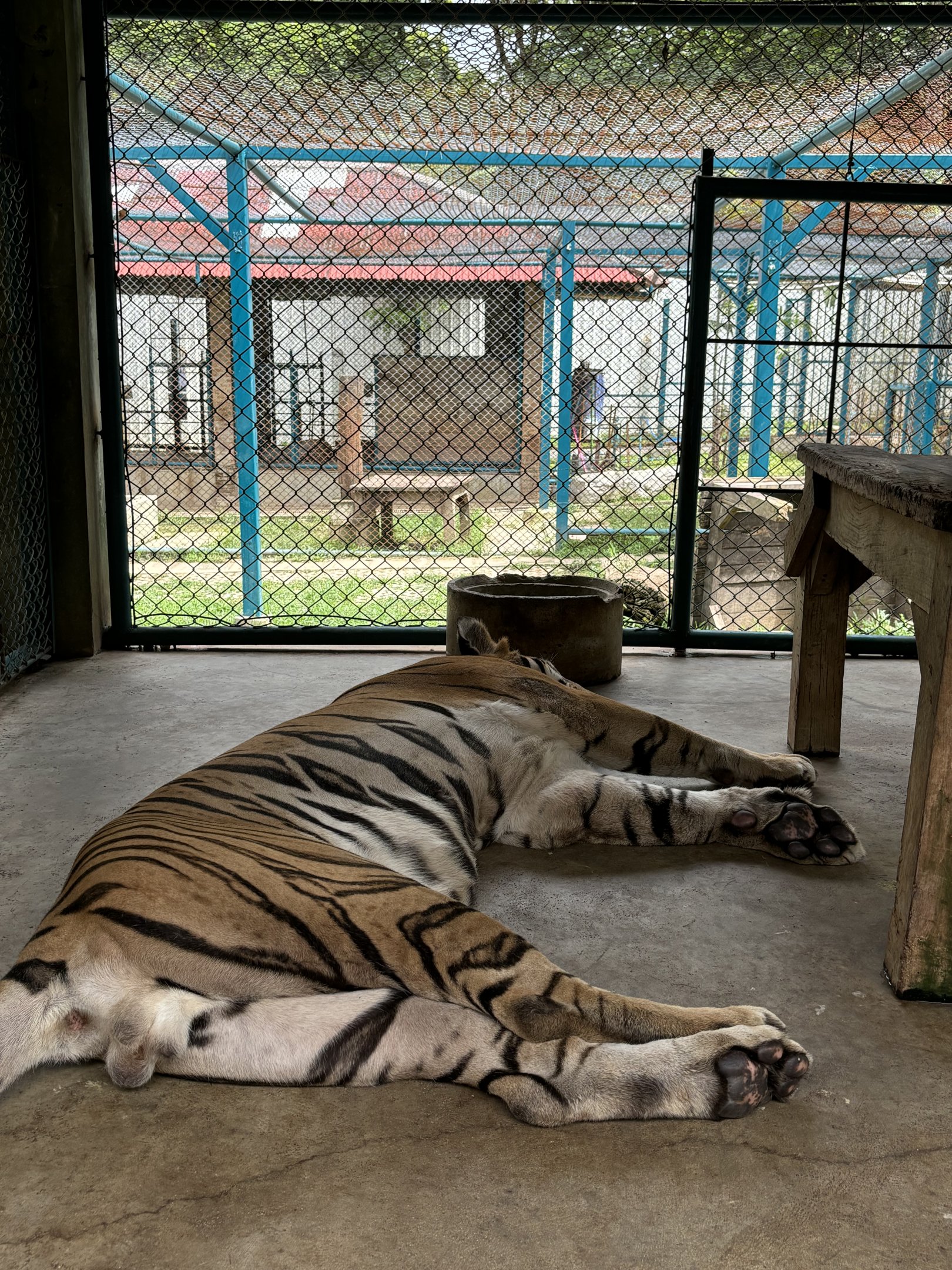 Tiger Holding Area - with outdoor access
