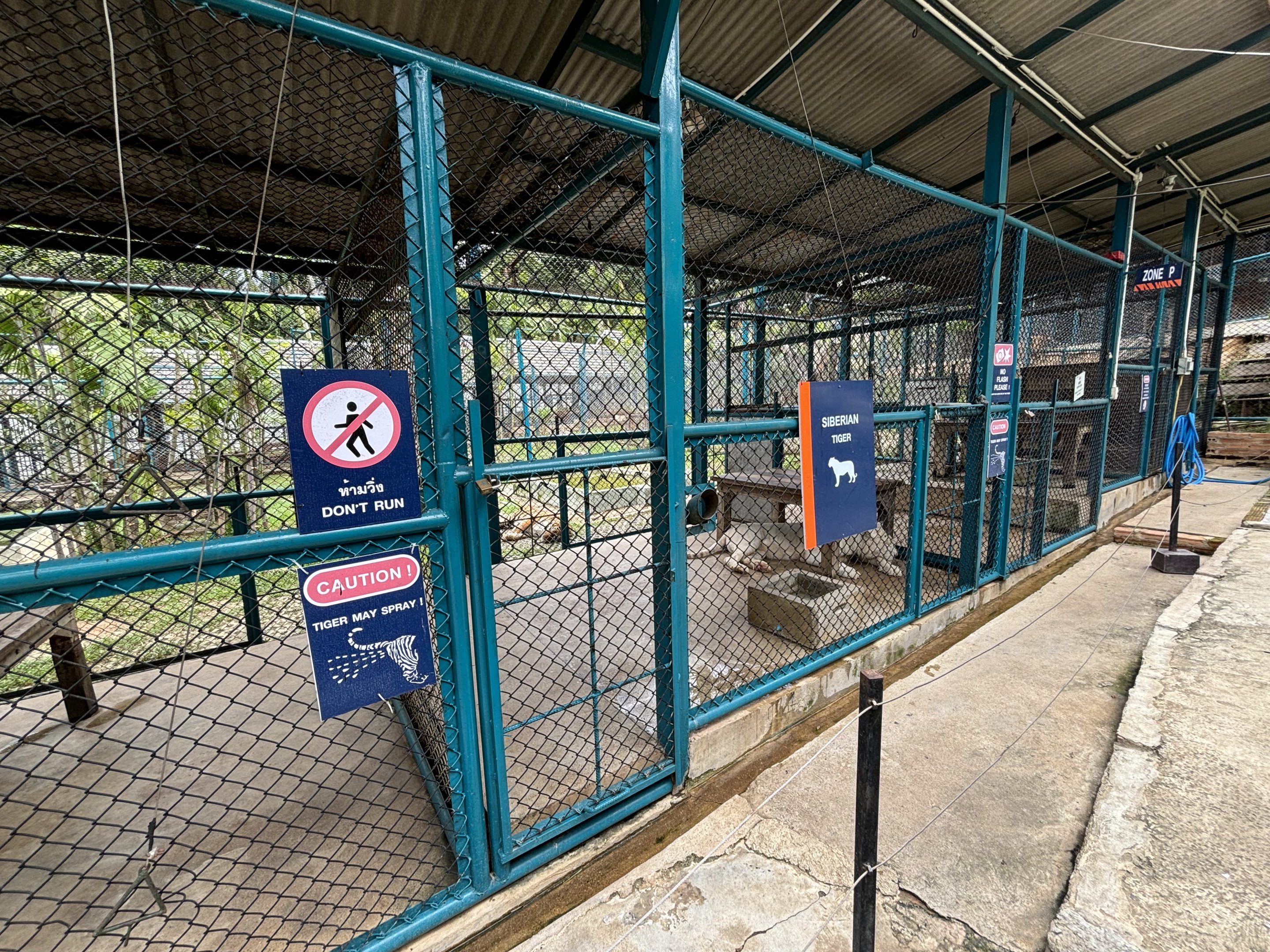 Tiger Holding Areas - with outdoor access