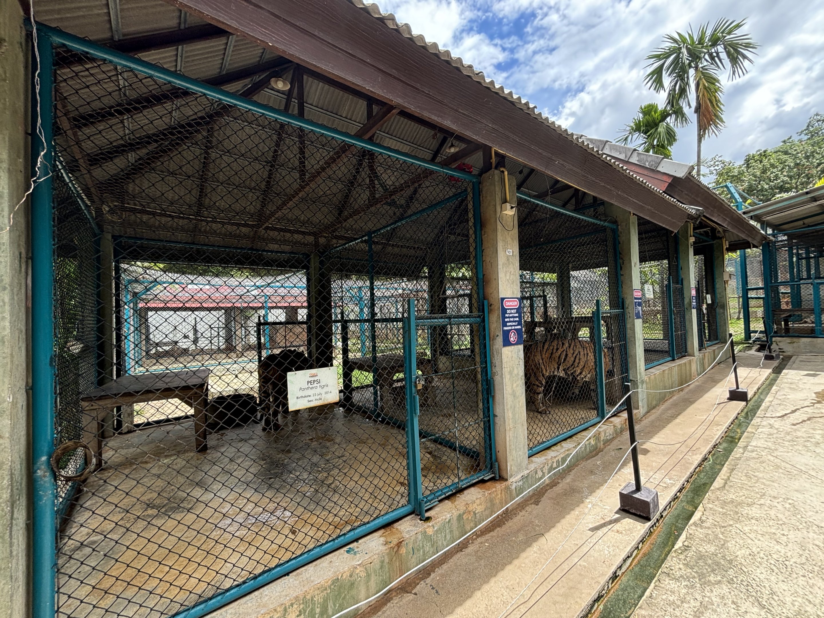 Tiger Holding Areas - with outdoor access