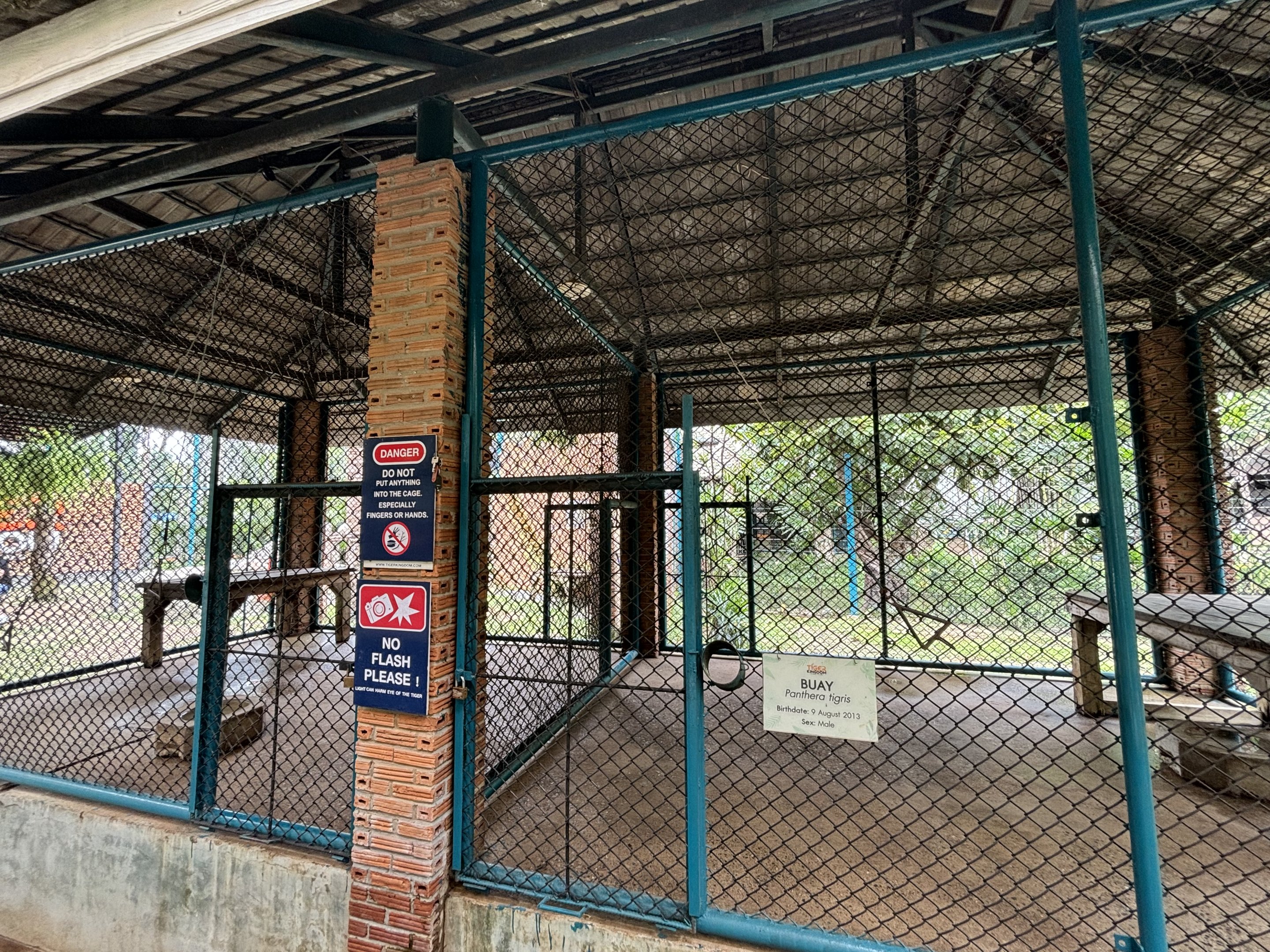 Tiger Holding Areas - with outdoor access