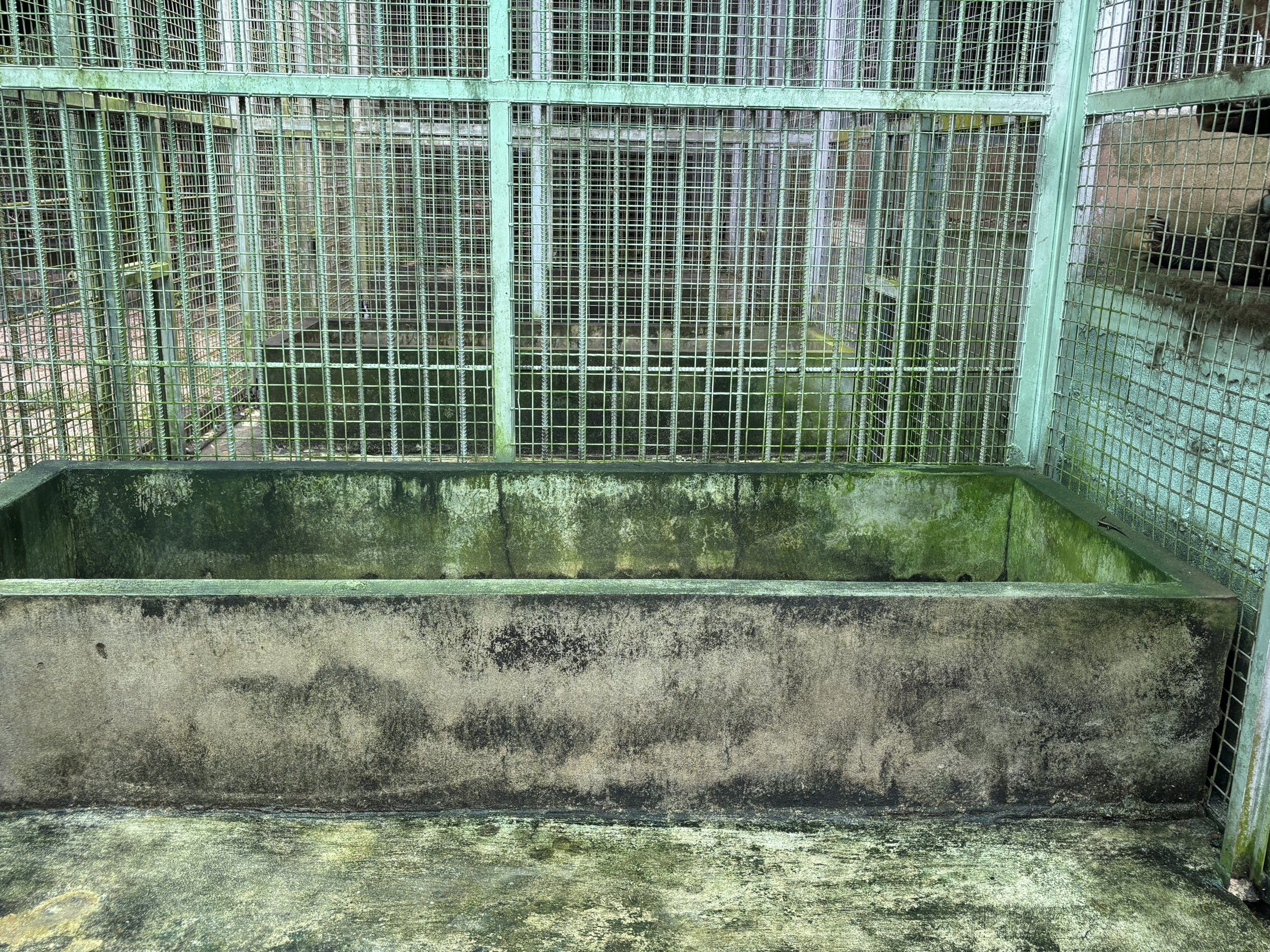 Tiger - holding cage