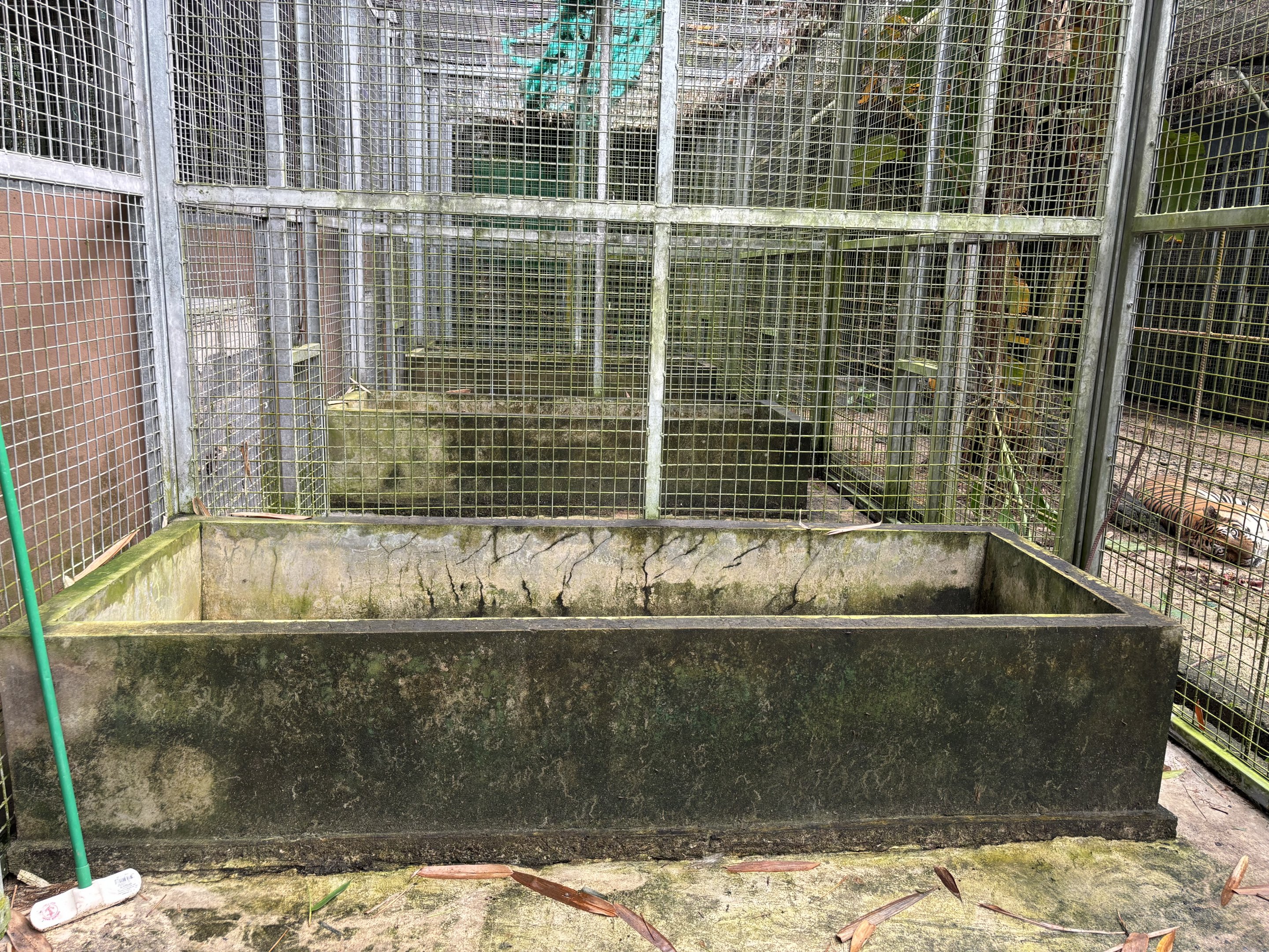 Tiger - holding cage