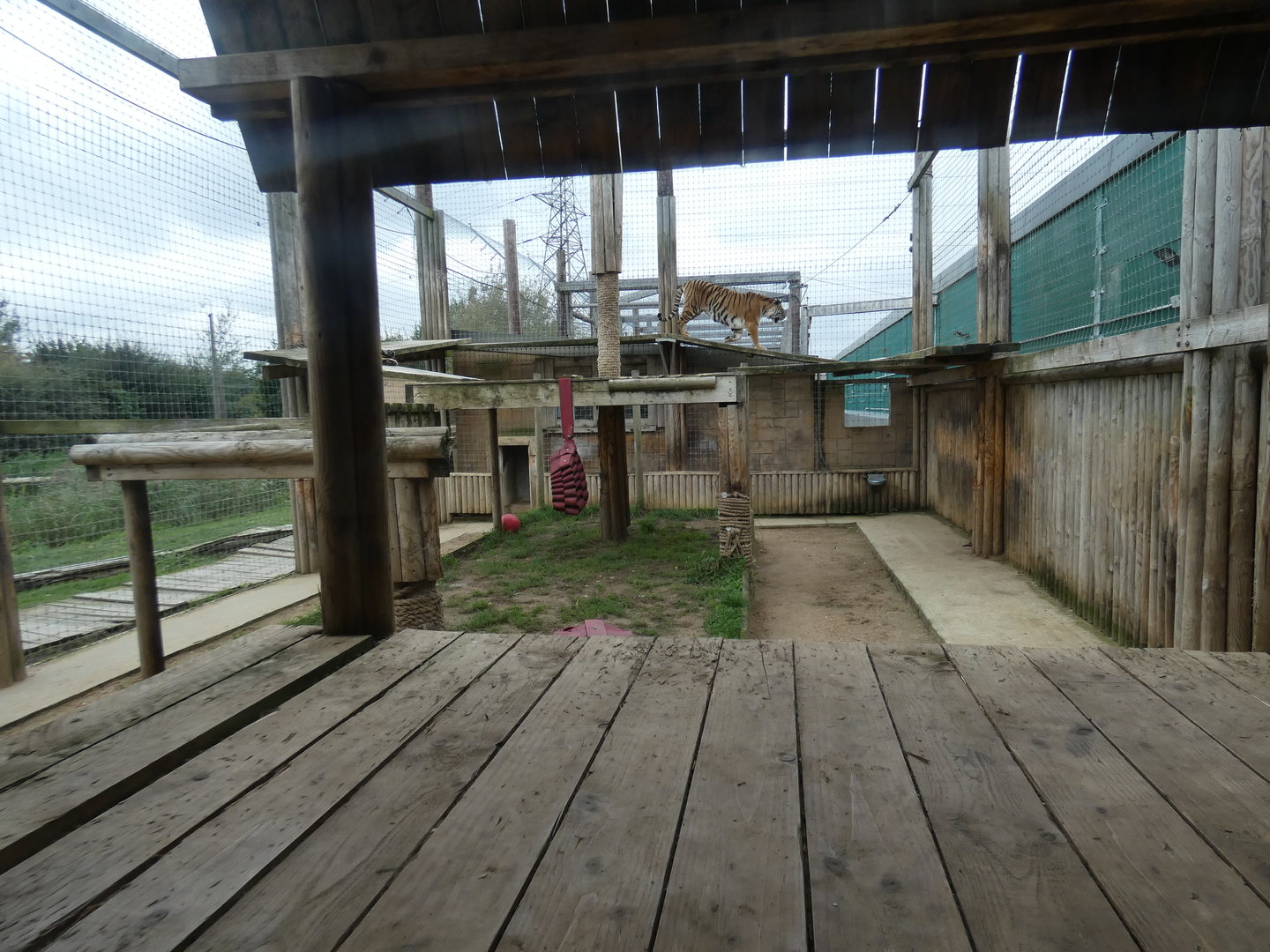 Tiger holding enclosure