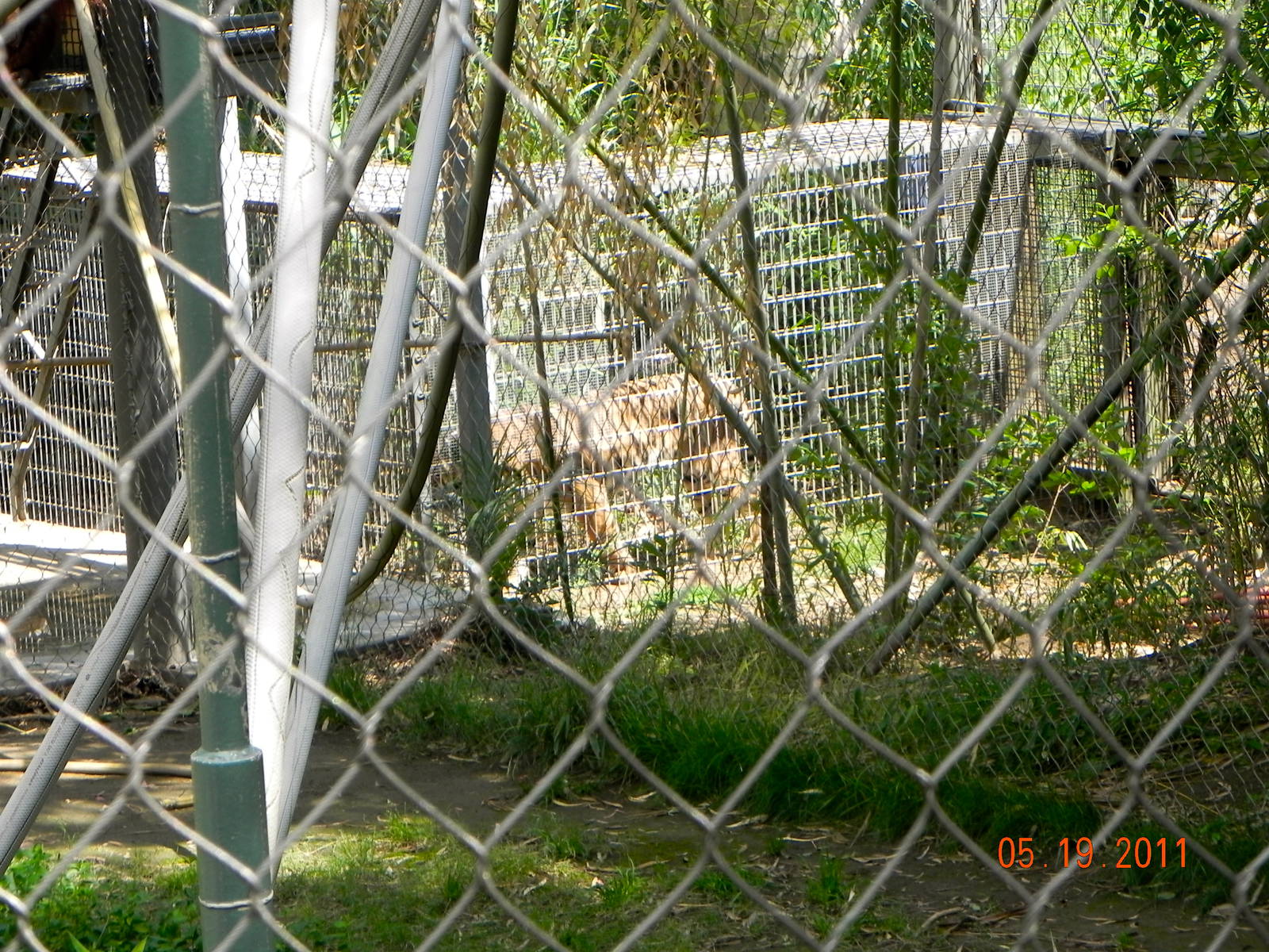 Tiger holding pen right behind orangutan exhibit
